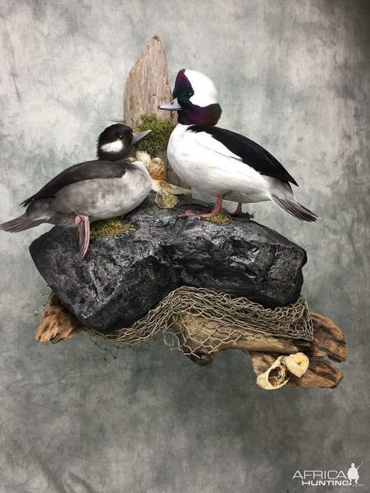 Duck Full Mount Taxidermy