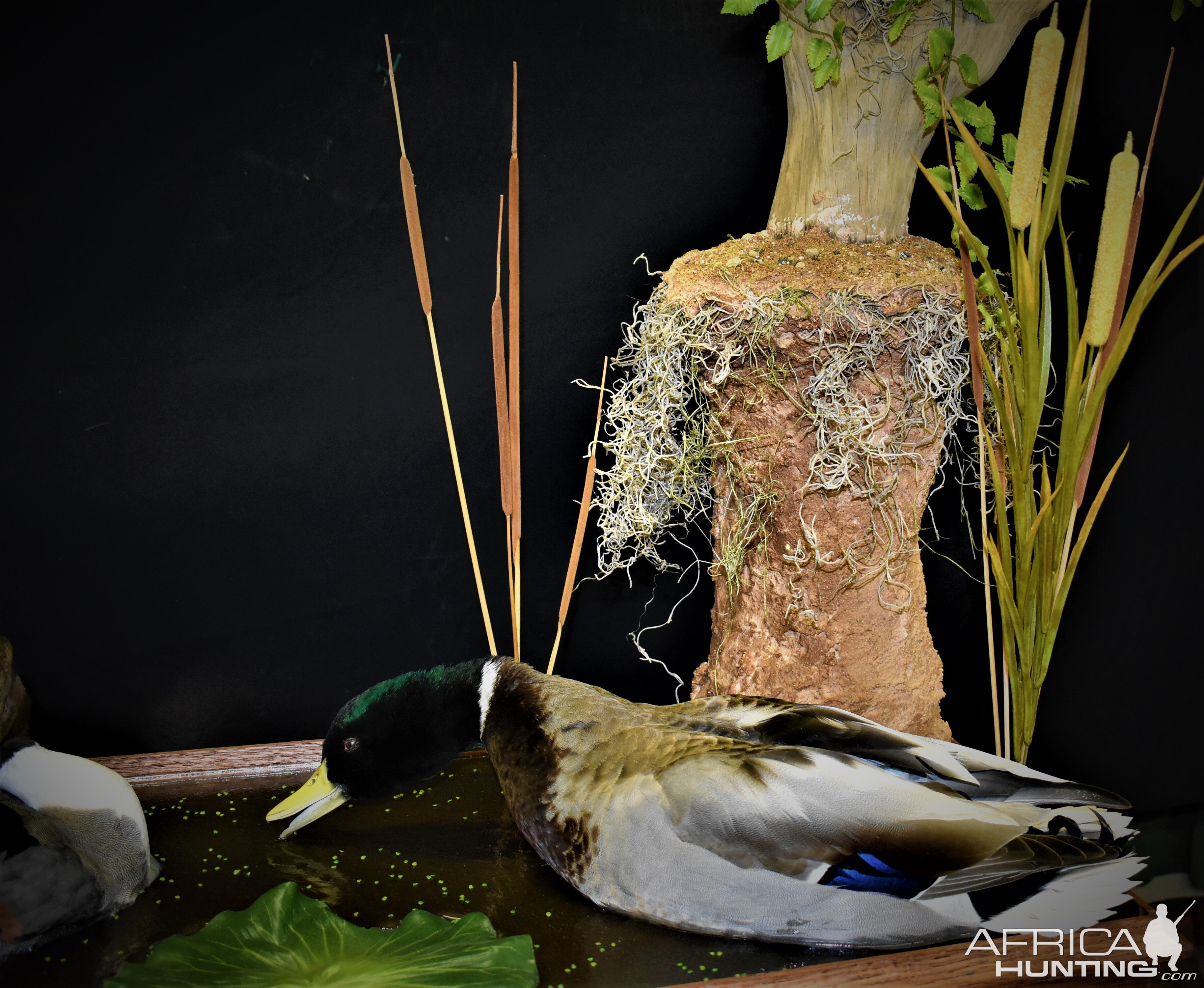 Duck Full Mount Taxidermy