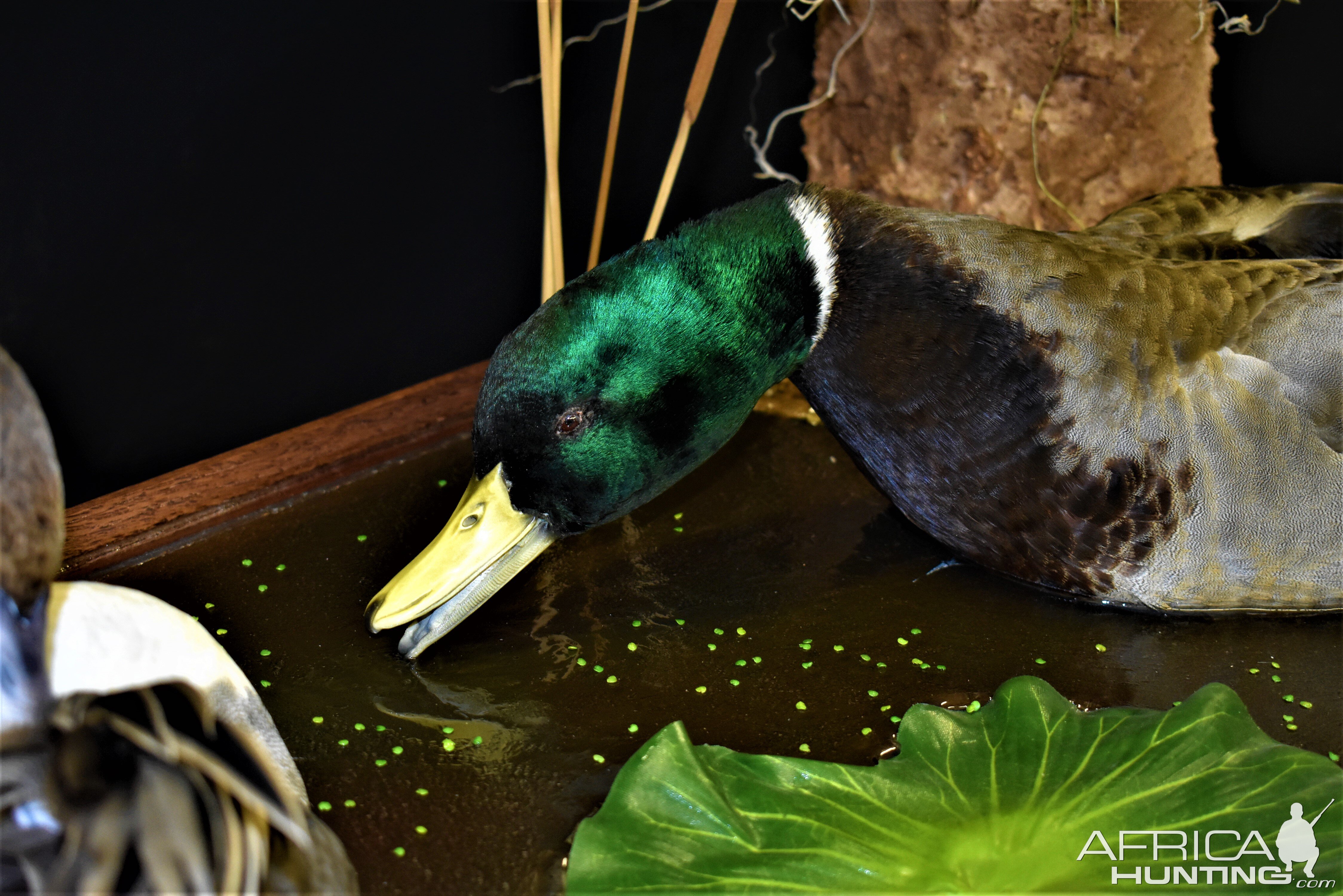 Duck Full Mount Taxidermy