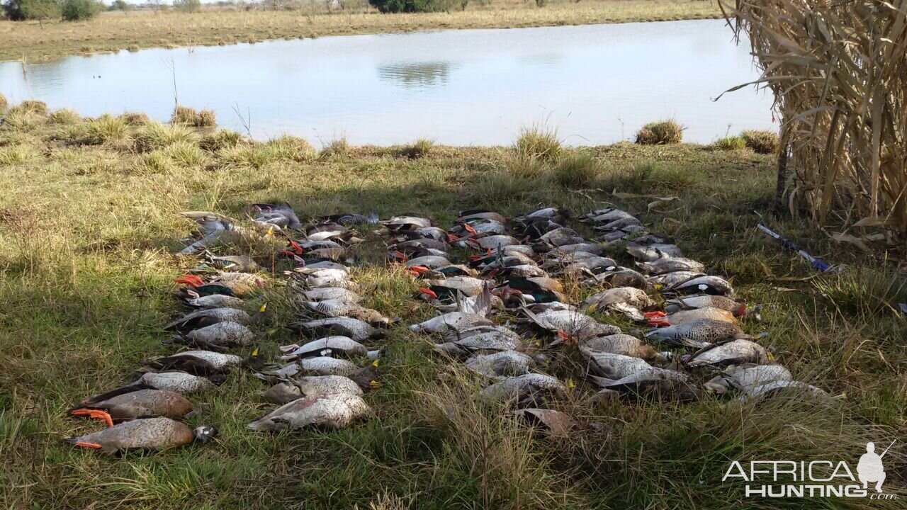 Duck Hunt Argentina