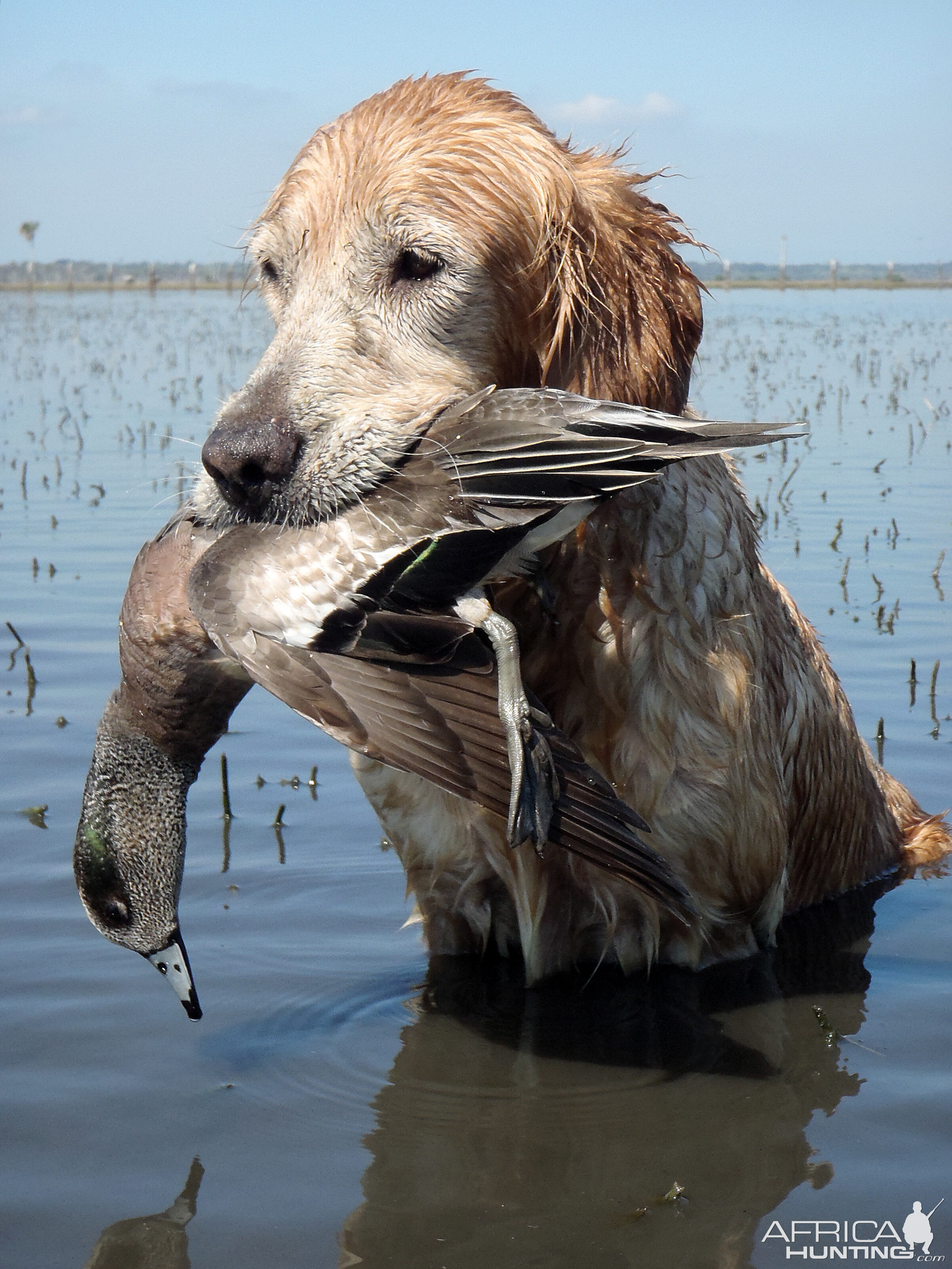 Duck Hunt Mexico