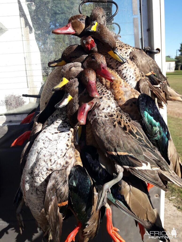 Duck Hunting Argentina