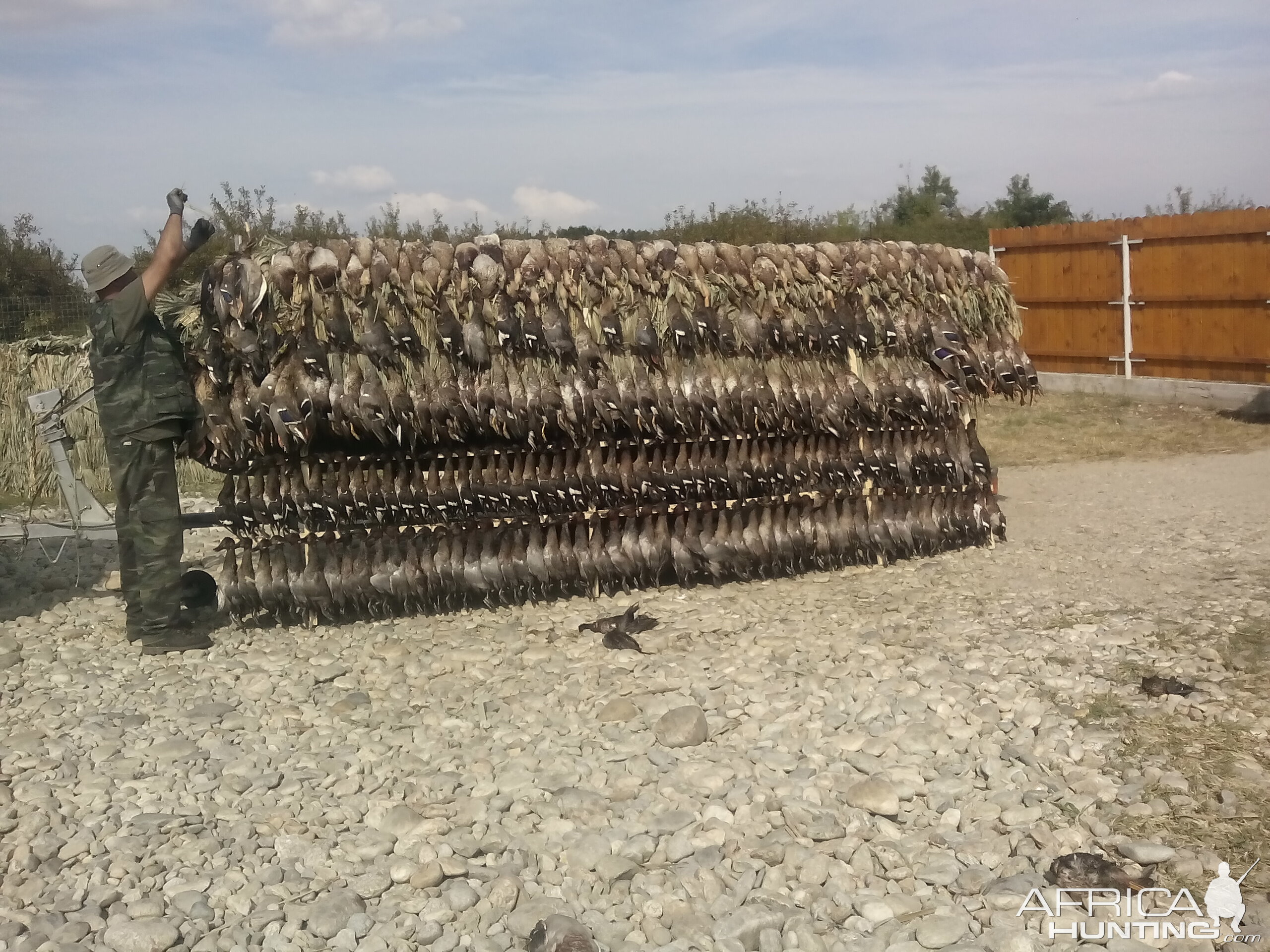 duck hunting in Romania