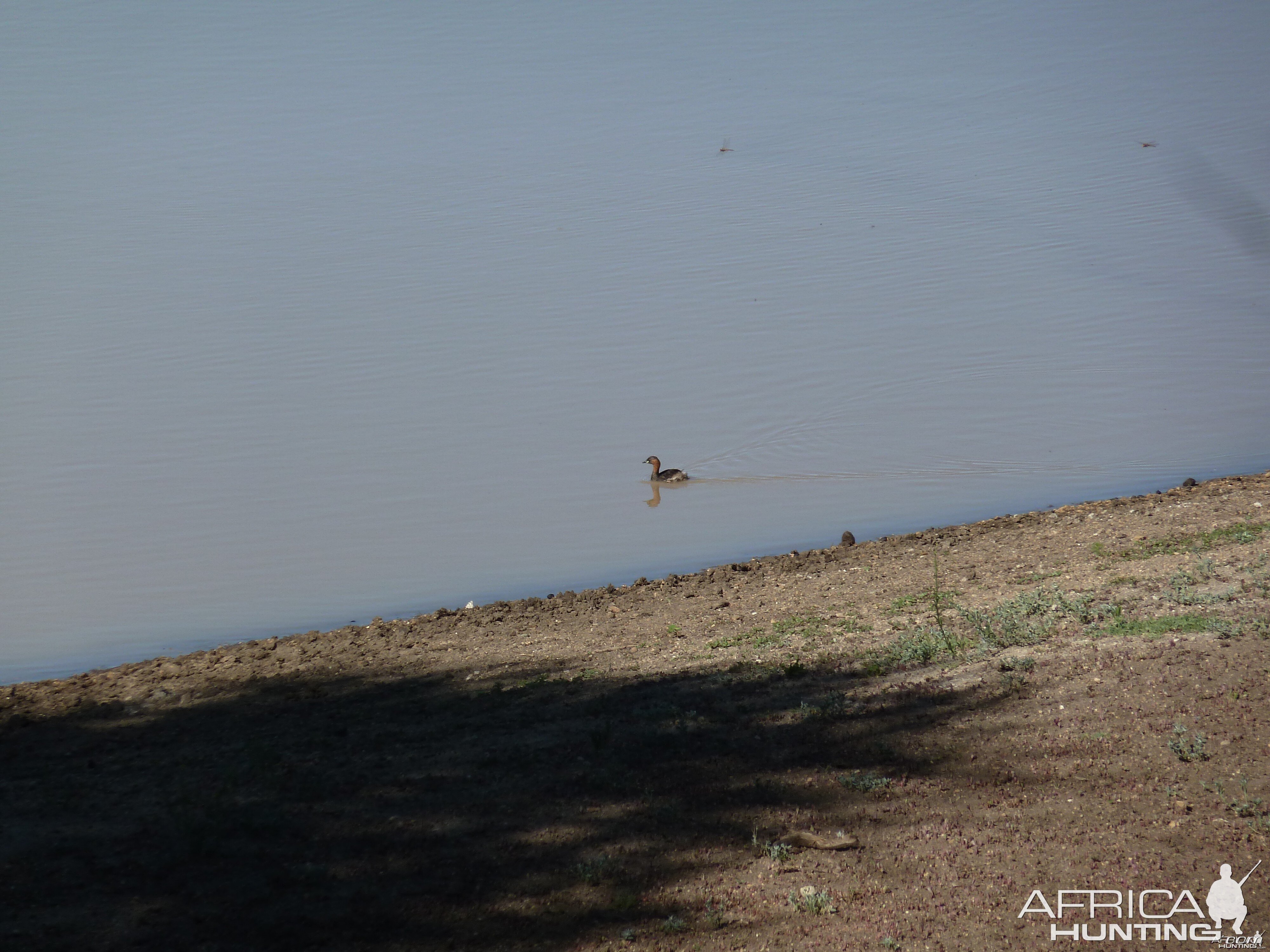 Duck Namibia