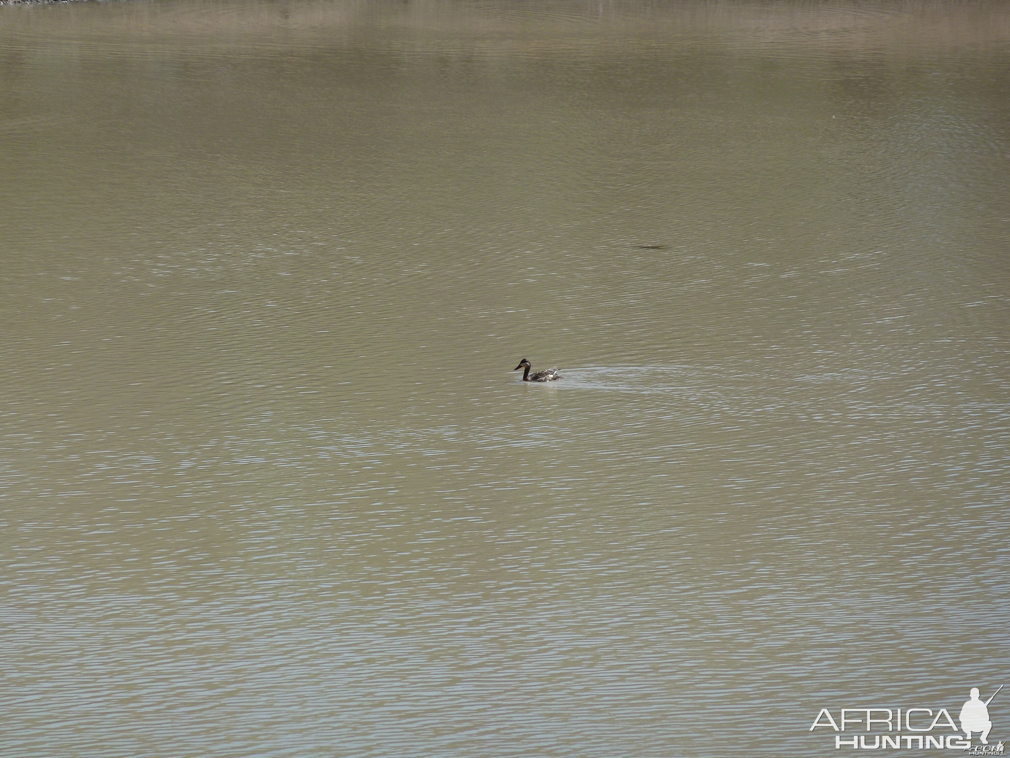 Duck Namibia