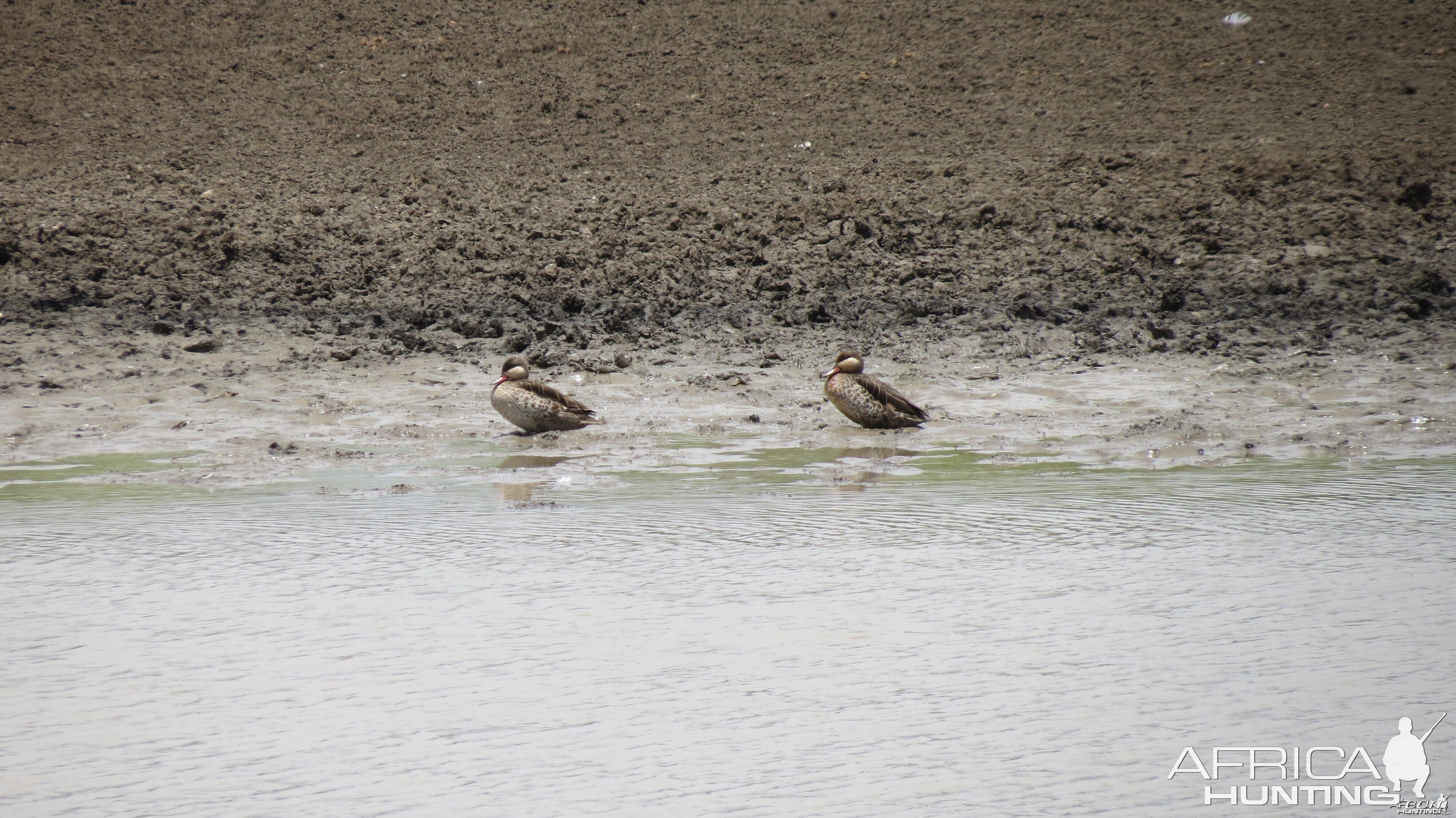 Duck Namibia