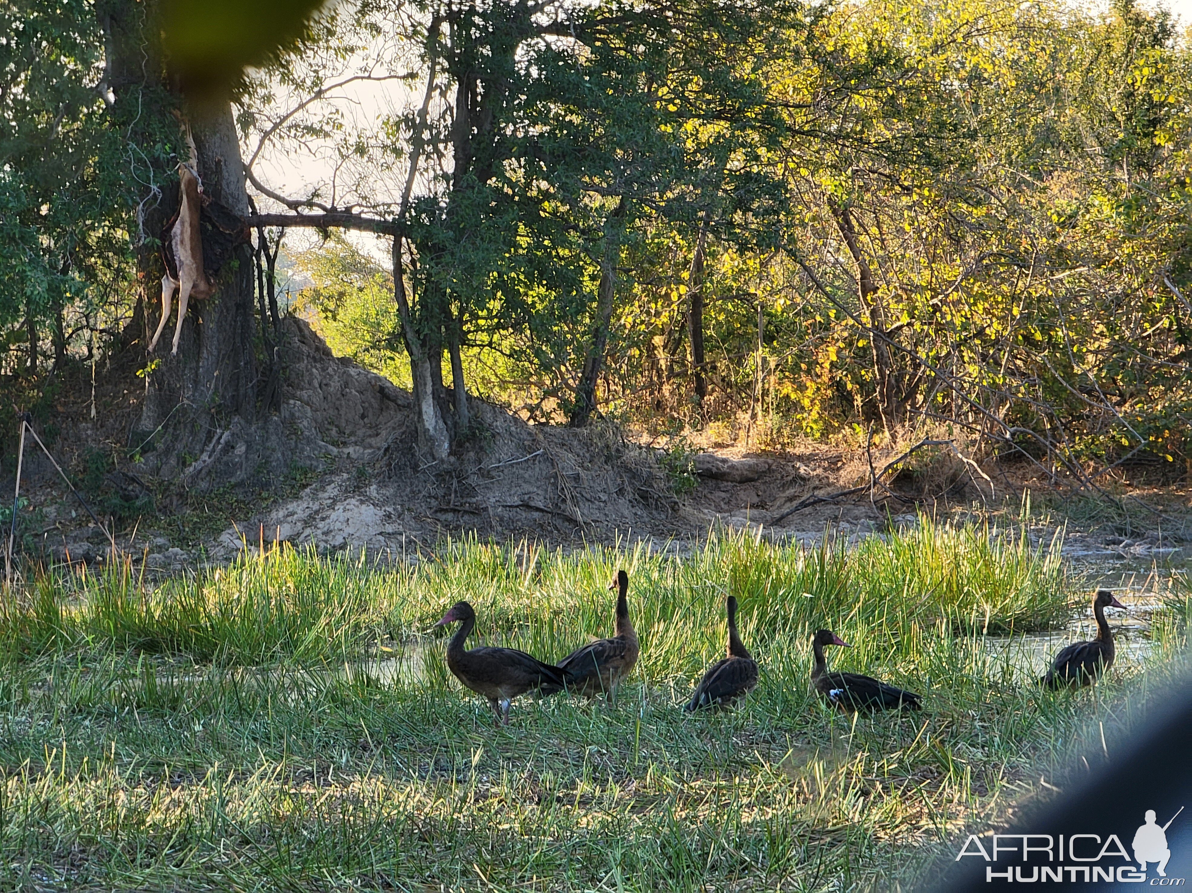 Ducks At The Blind Zimbabwe