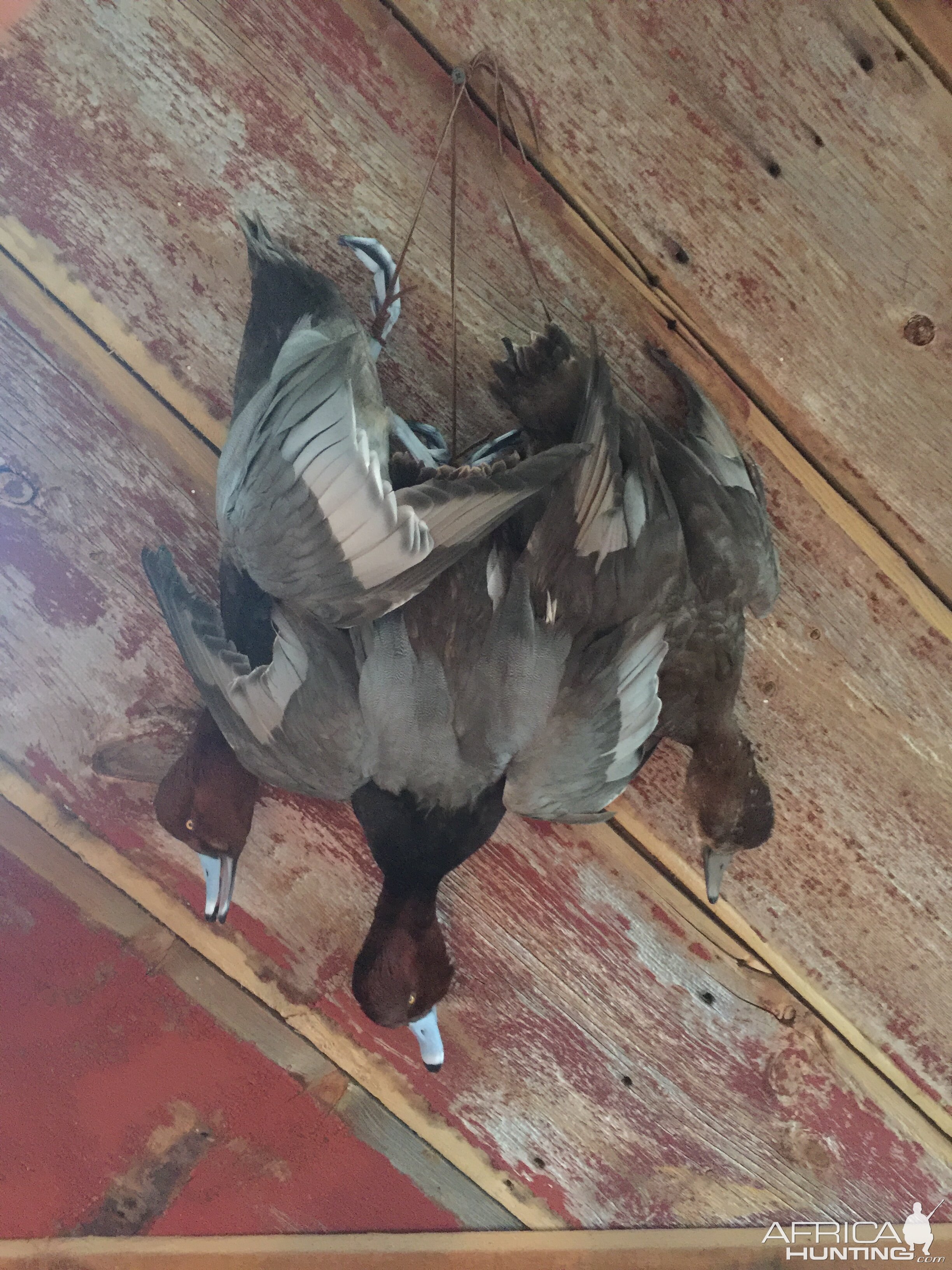 Ducks Full Mount Taxidermy