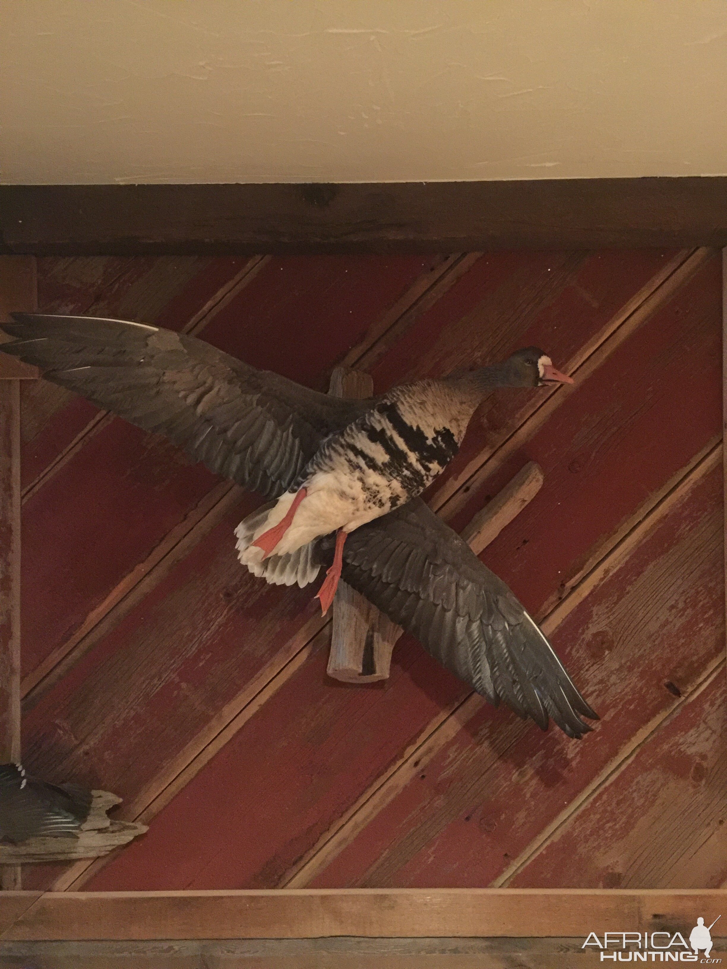 Ducks Full Mount Taxidermy