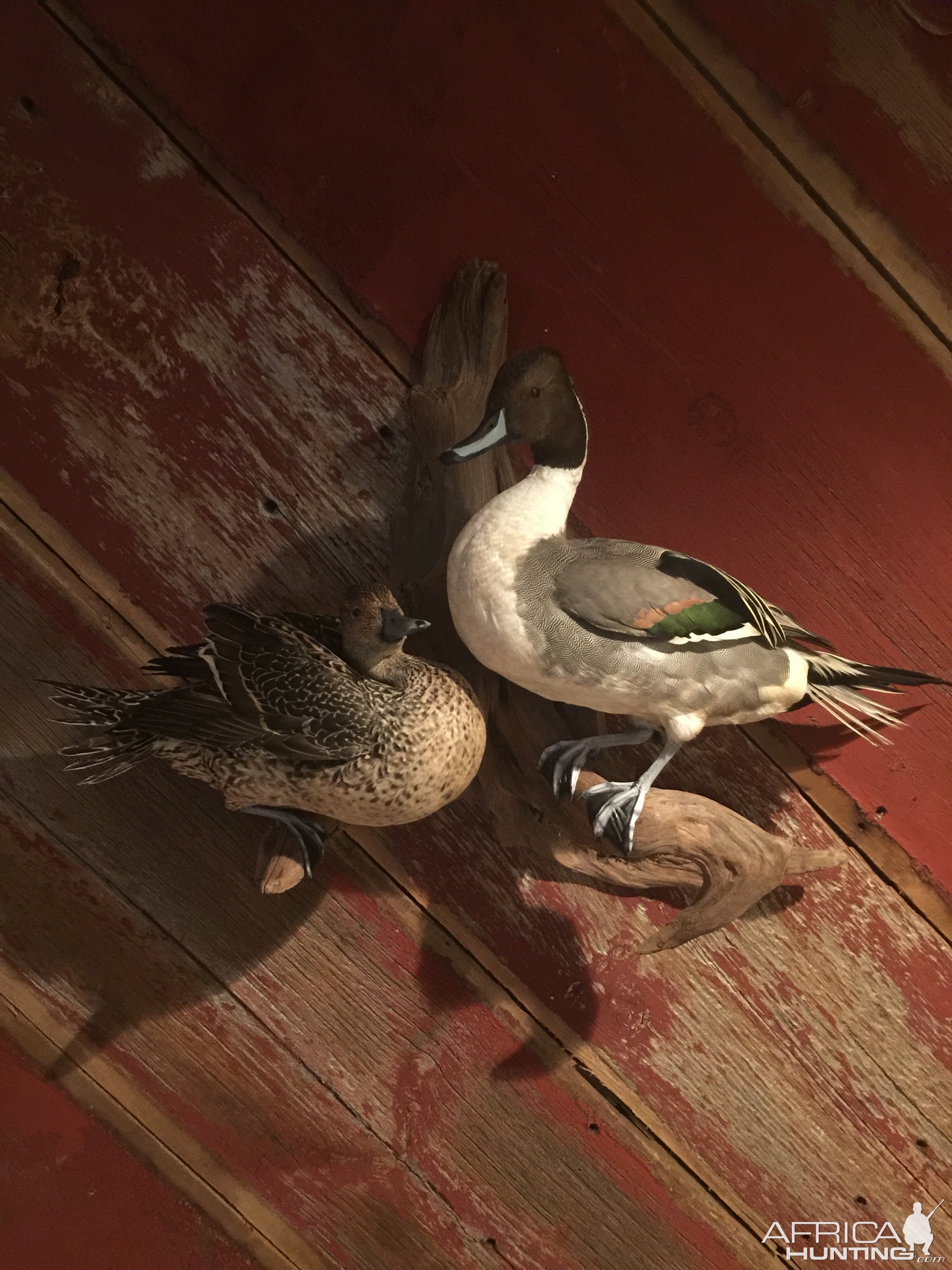 Ducks Full Mount Taxidermy