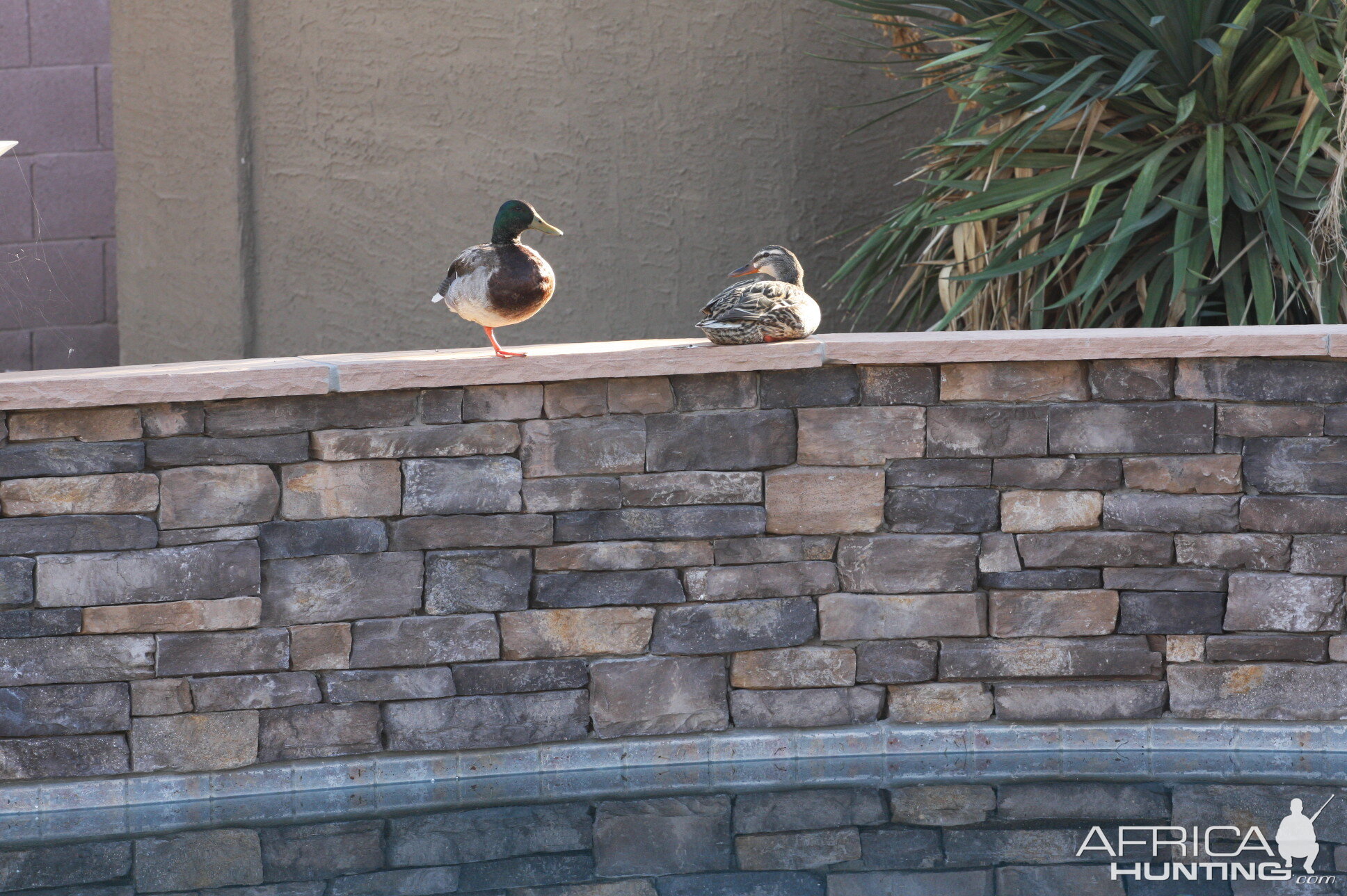 Ducks on the Pool