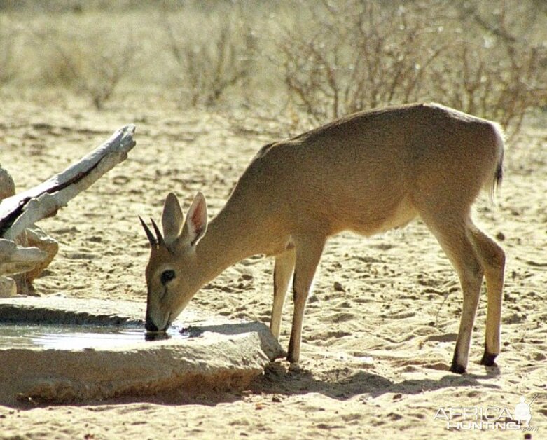 Duiker at the waterhole