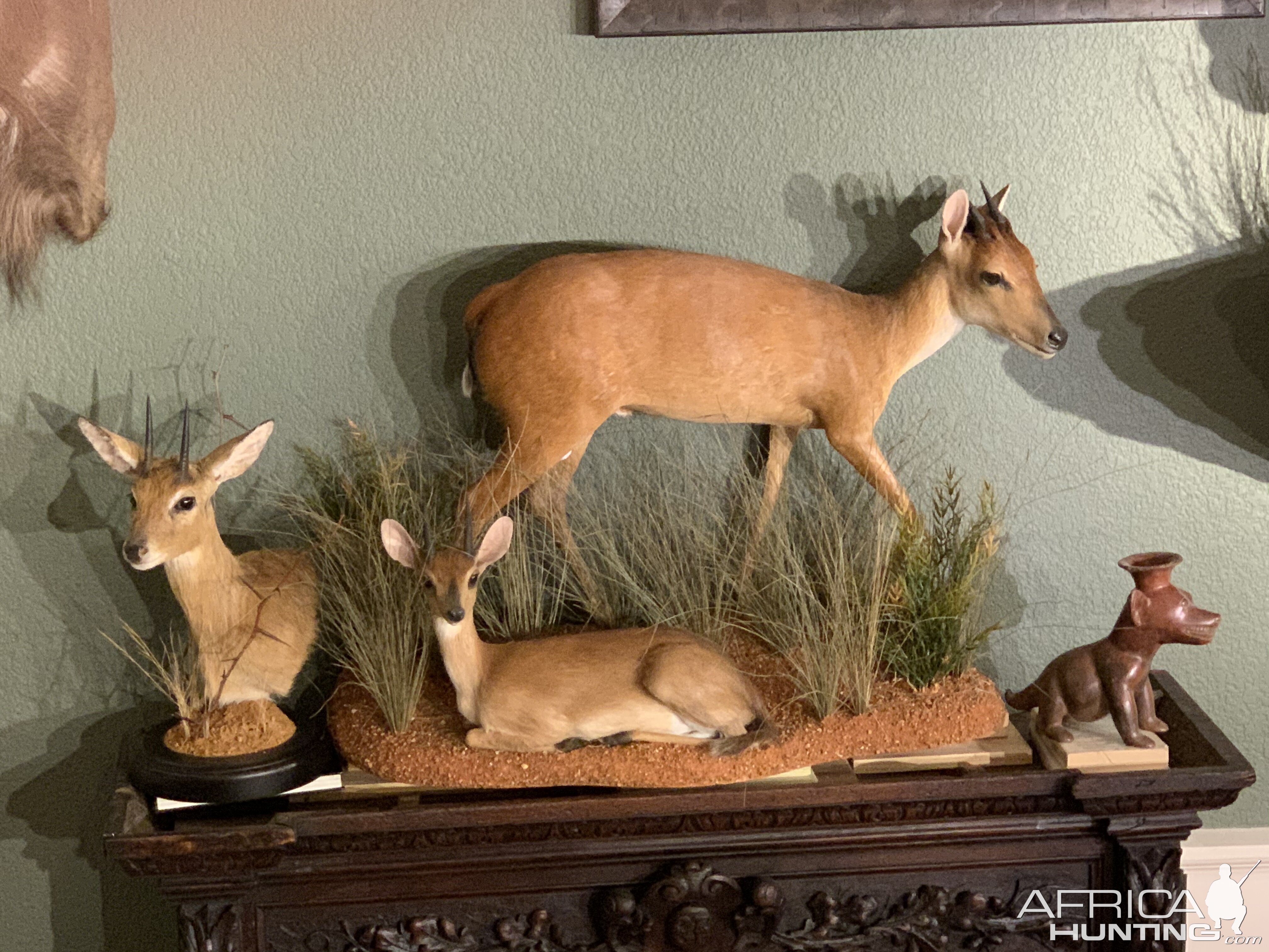 Duiker Full Mount Taxidermy