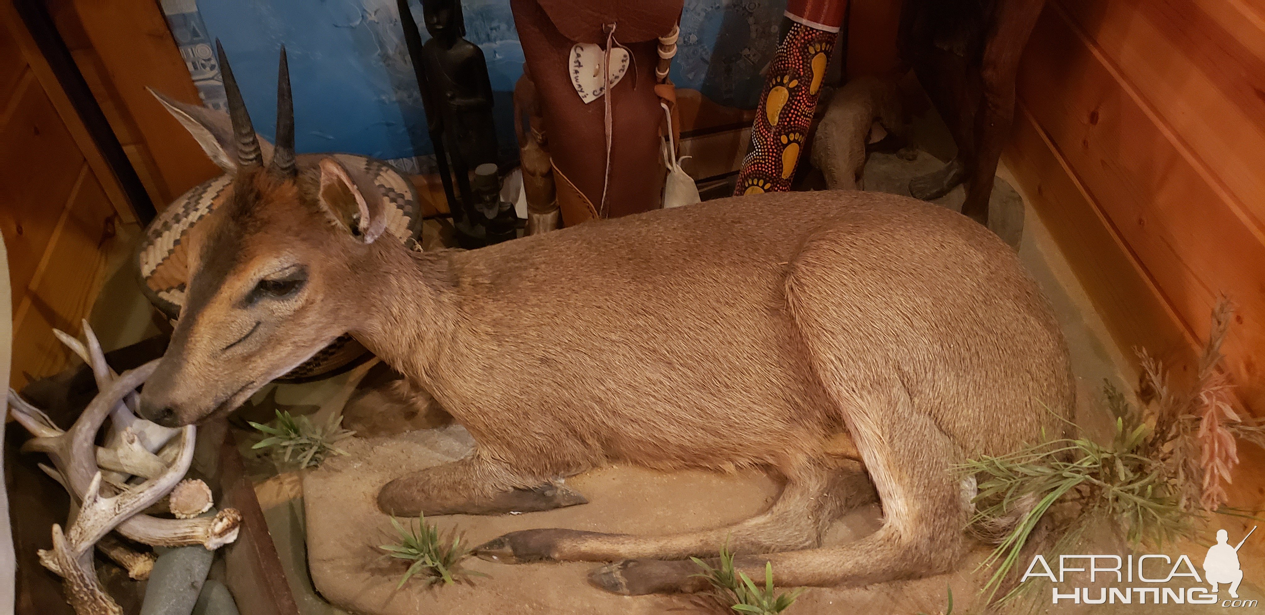 Duiker Full Mount Taxidermy