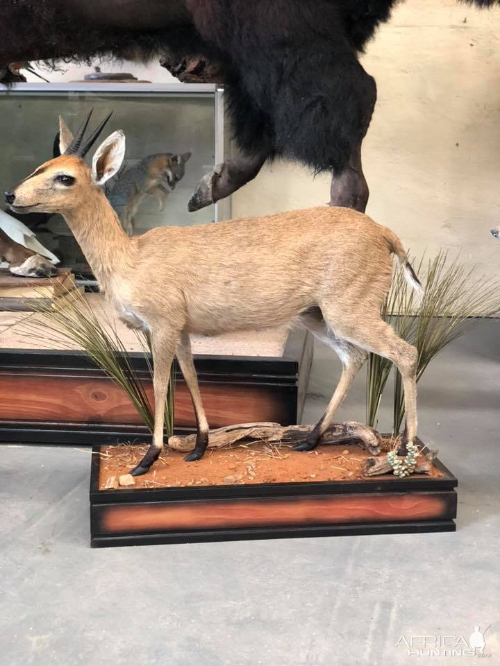 Duiker Full Mount Taxidermy