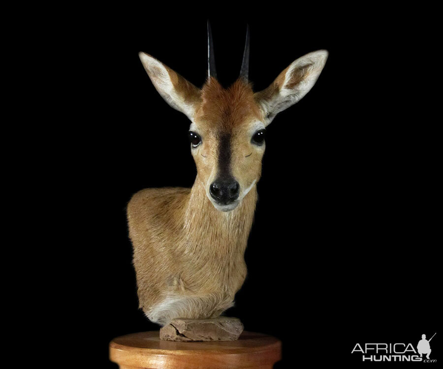 Duiker Full Mount Taxidermy