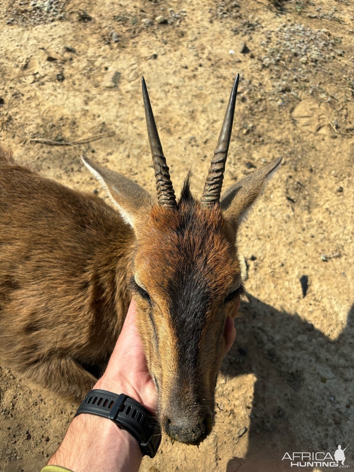 Duiker Hunt Eastern Cape South Africa