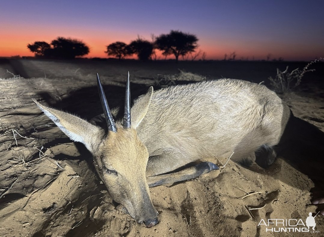 Duiker Hunt South Africa