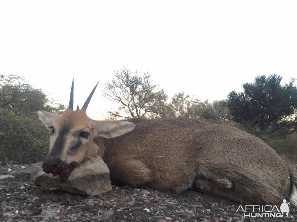 Duiker Hunt South Africa