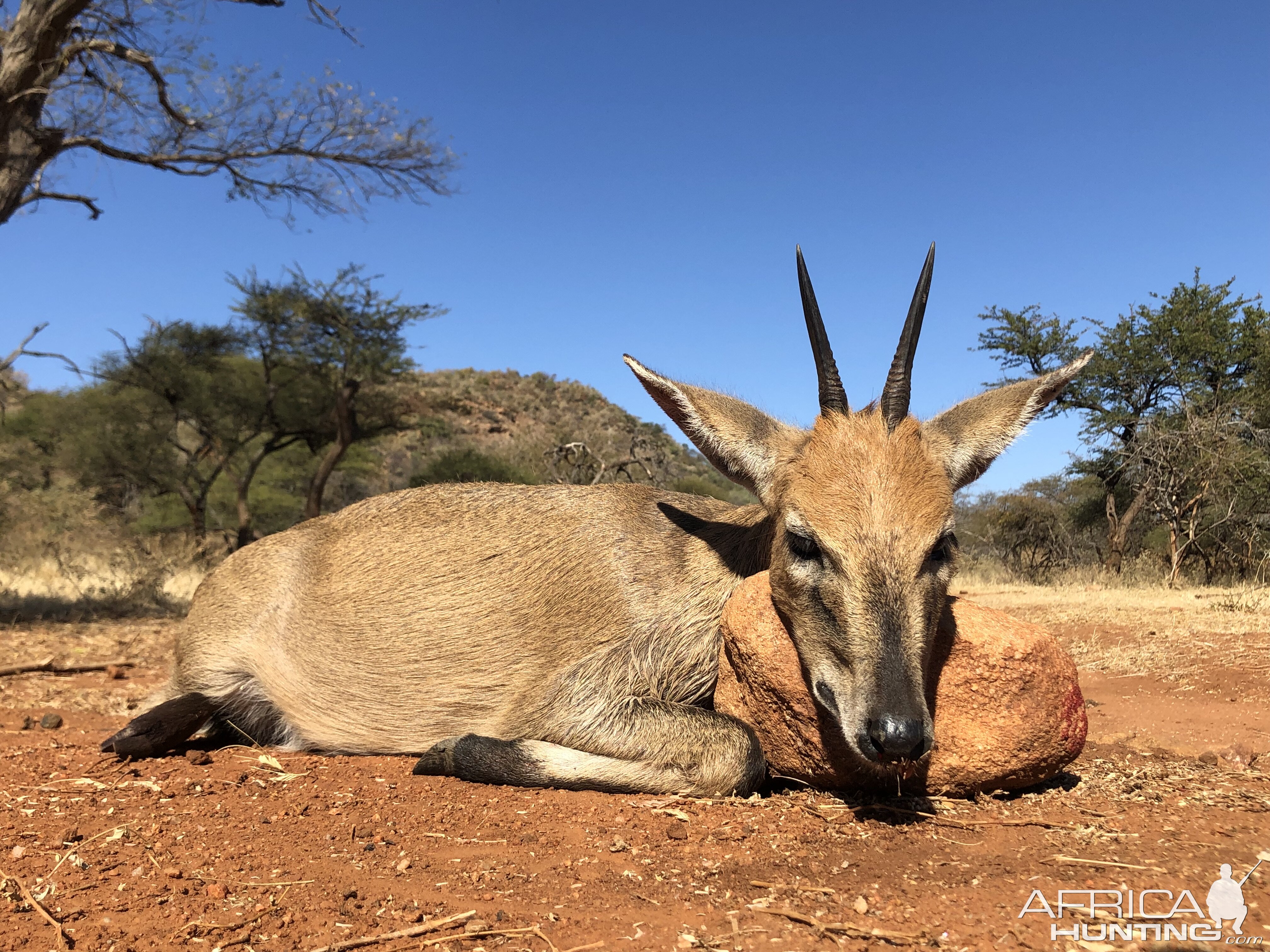 Duiker Hunt South Africa