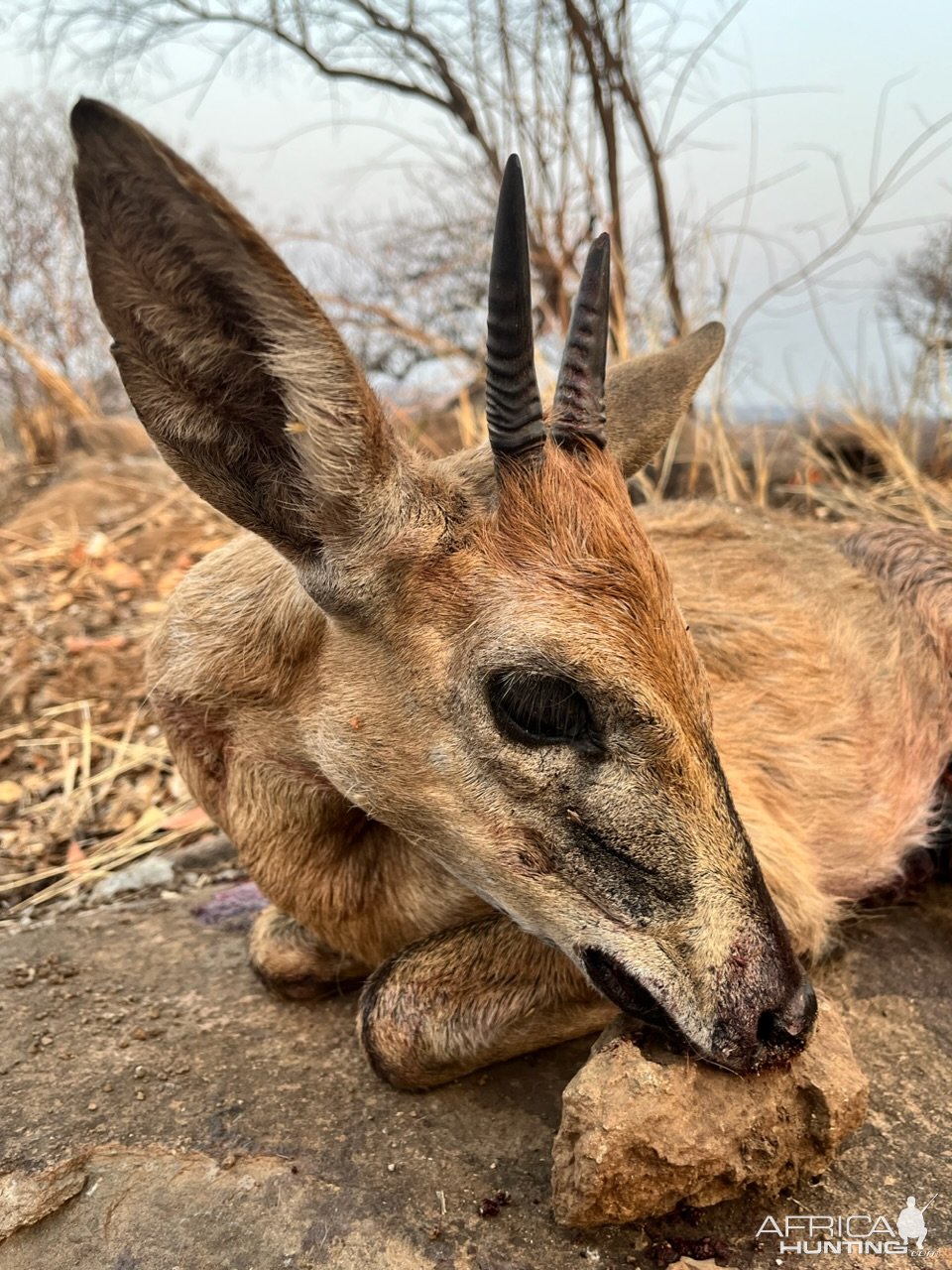 Duiker Hunt Zimbabwe