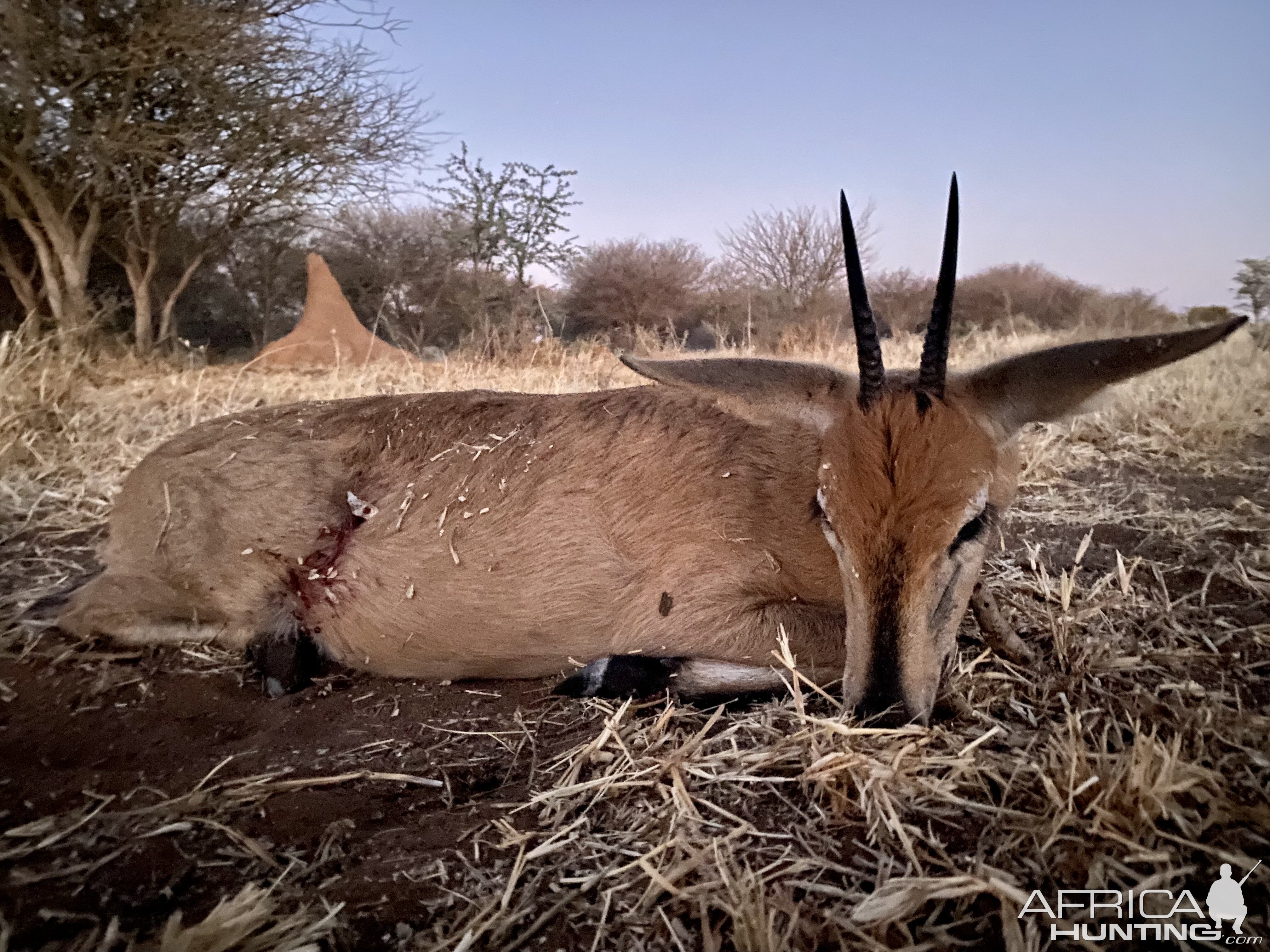 Duiker hunting in Namibia with Zana Botes Safari