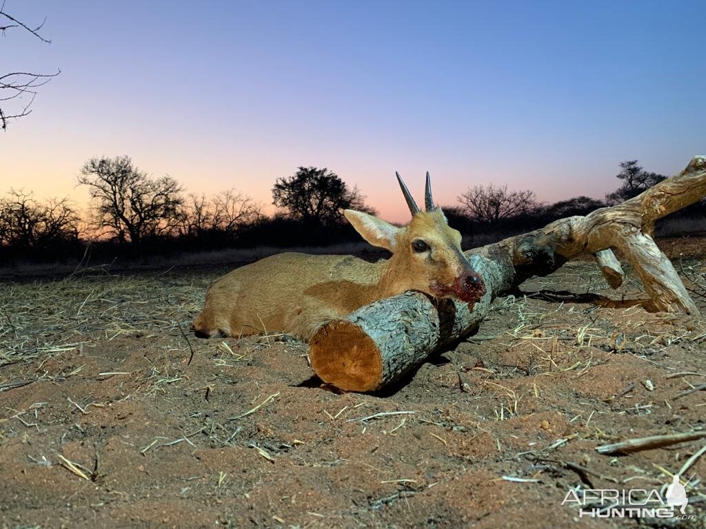 Duiker Hunting Limpopo Povince South Africa