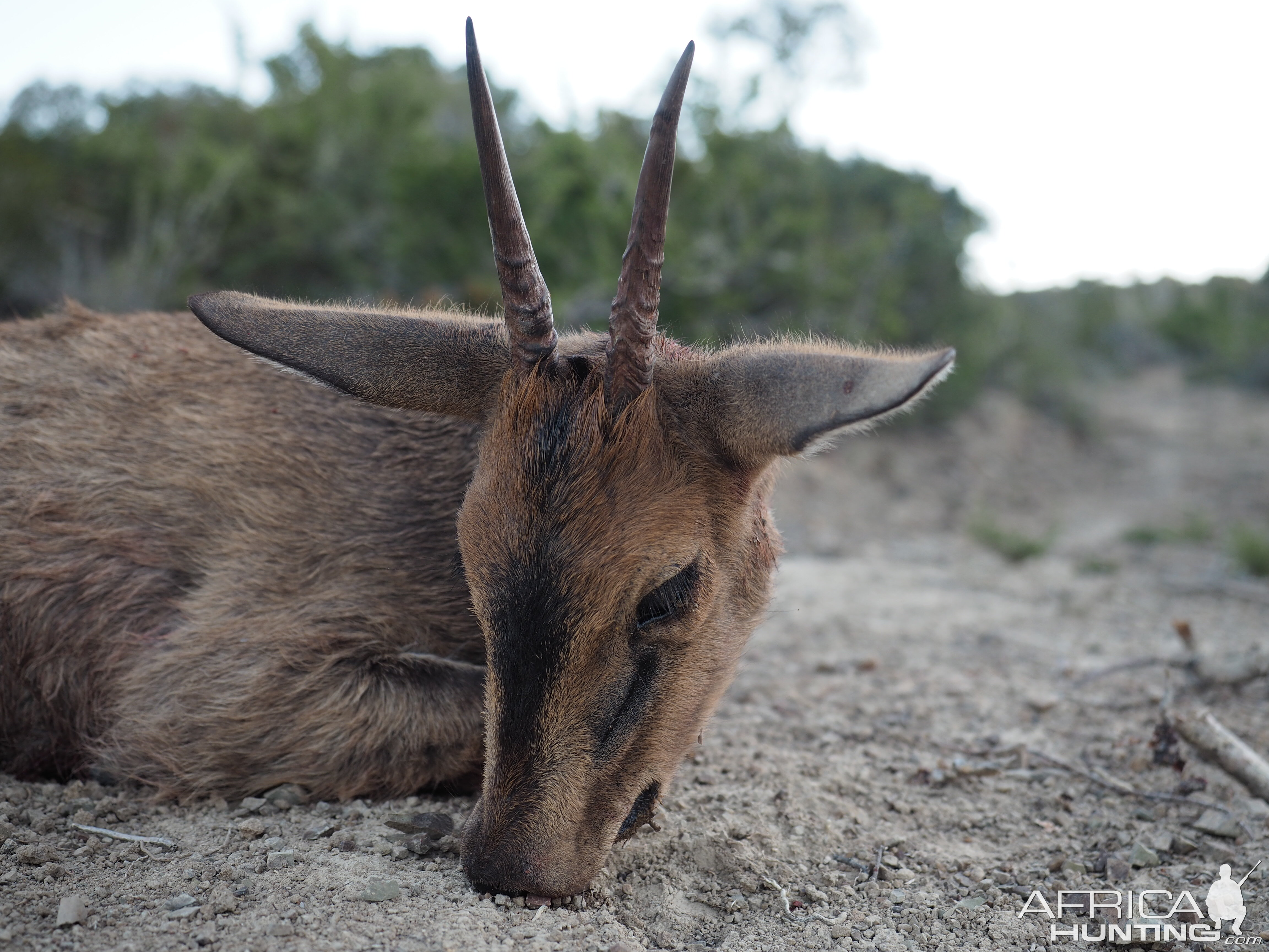 Duiker Hunting South Africa