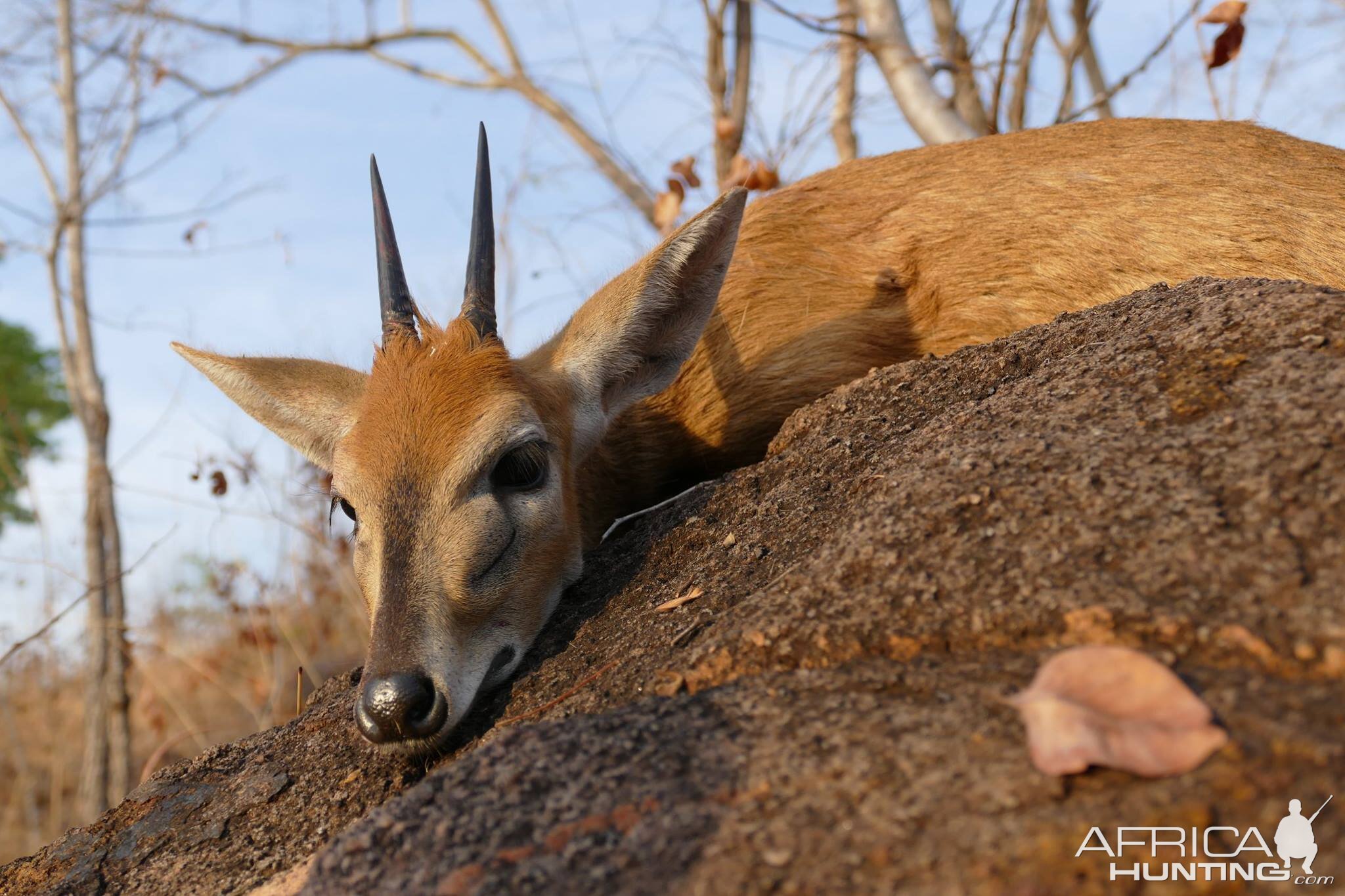 Duiker Hunting Zambia