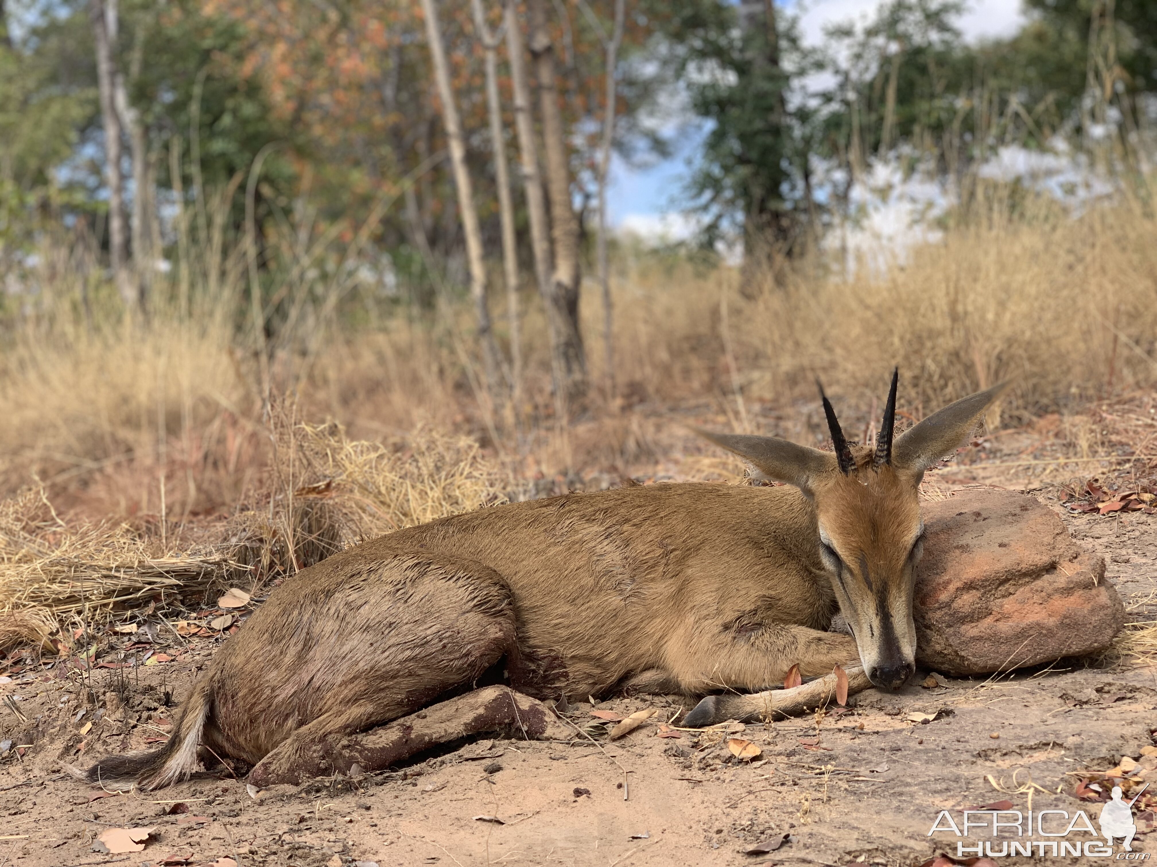 Duiker Hunting Zimbabwe