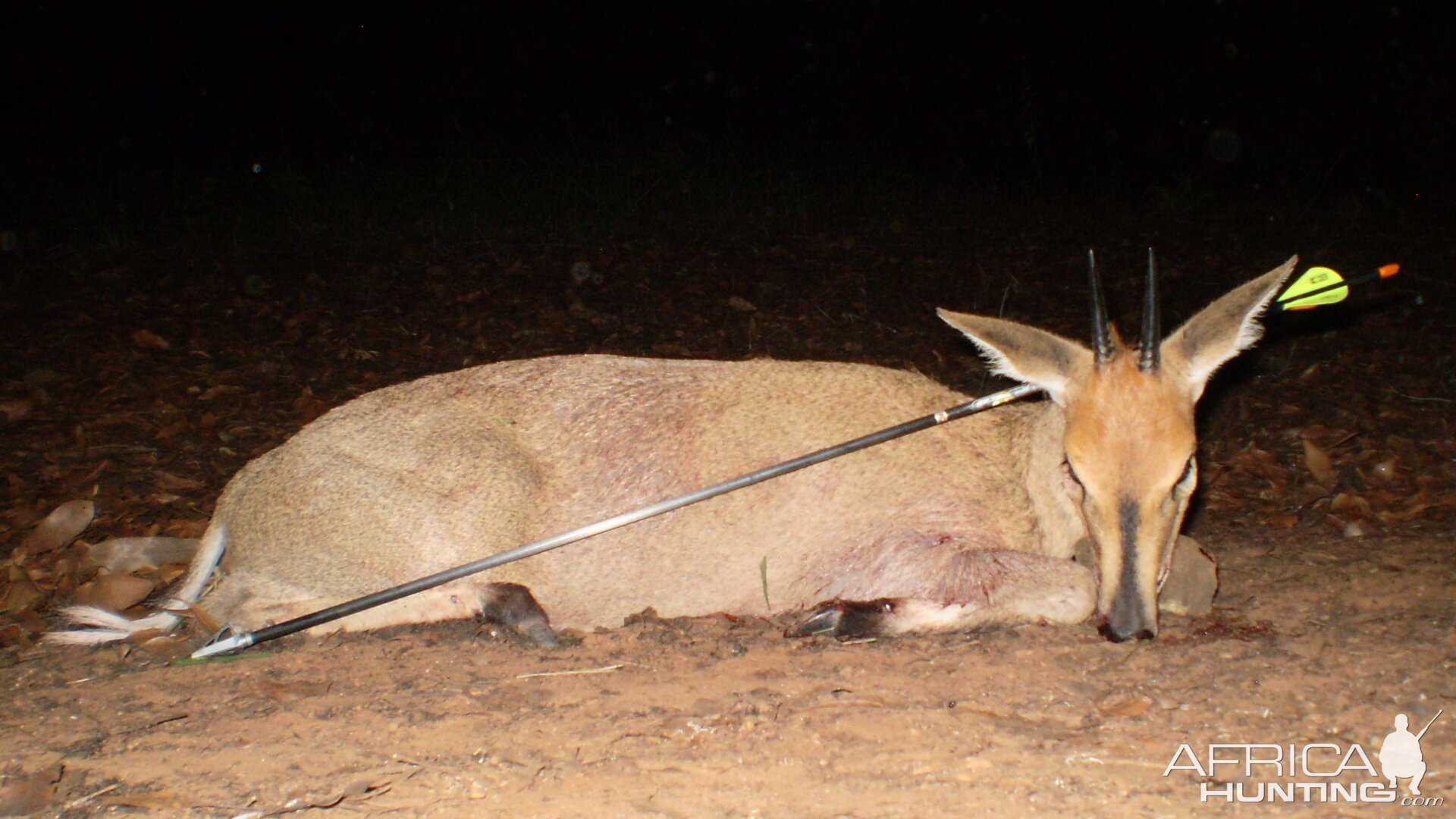 duiker hunting