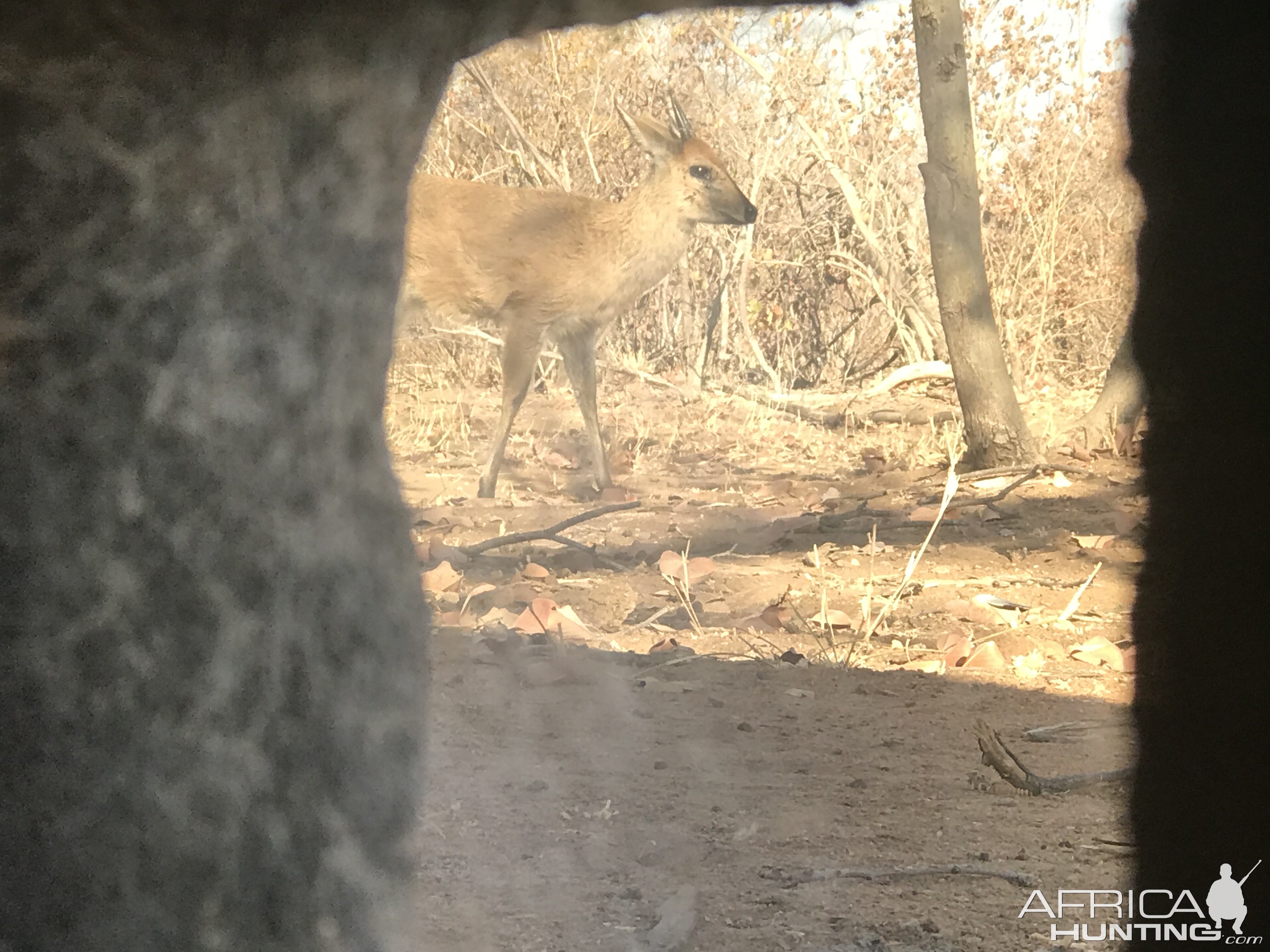 Duiker in South Africa