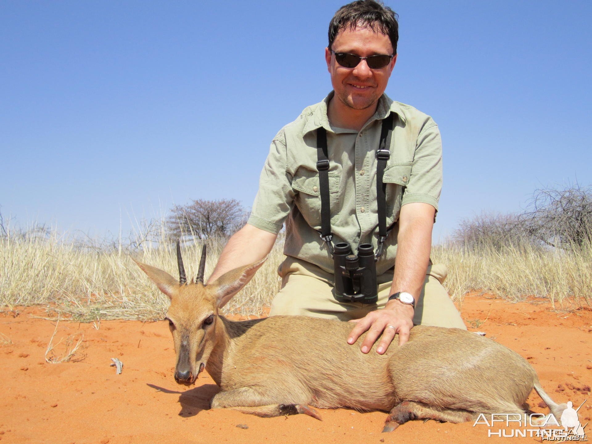 Duiker Namibia