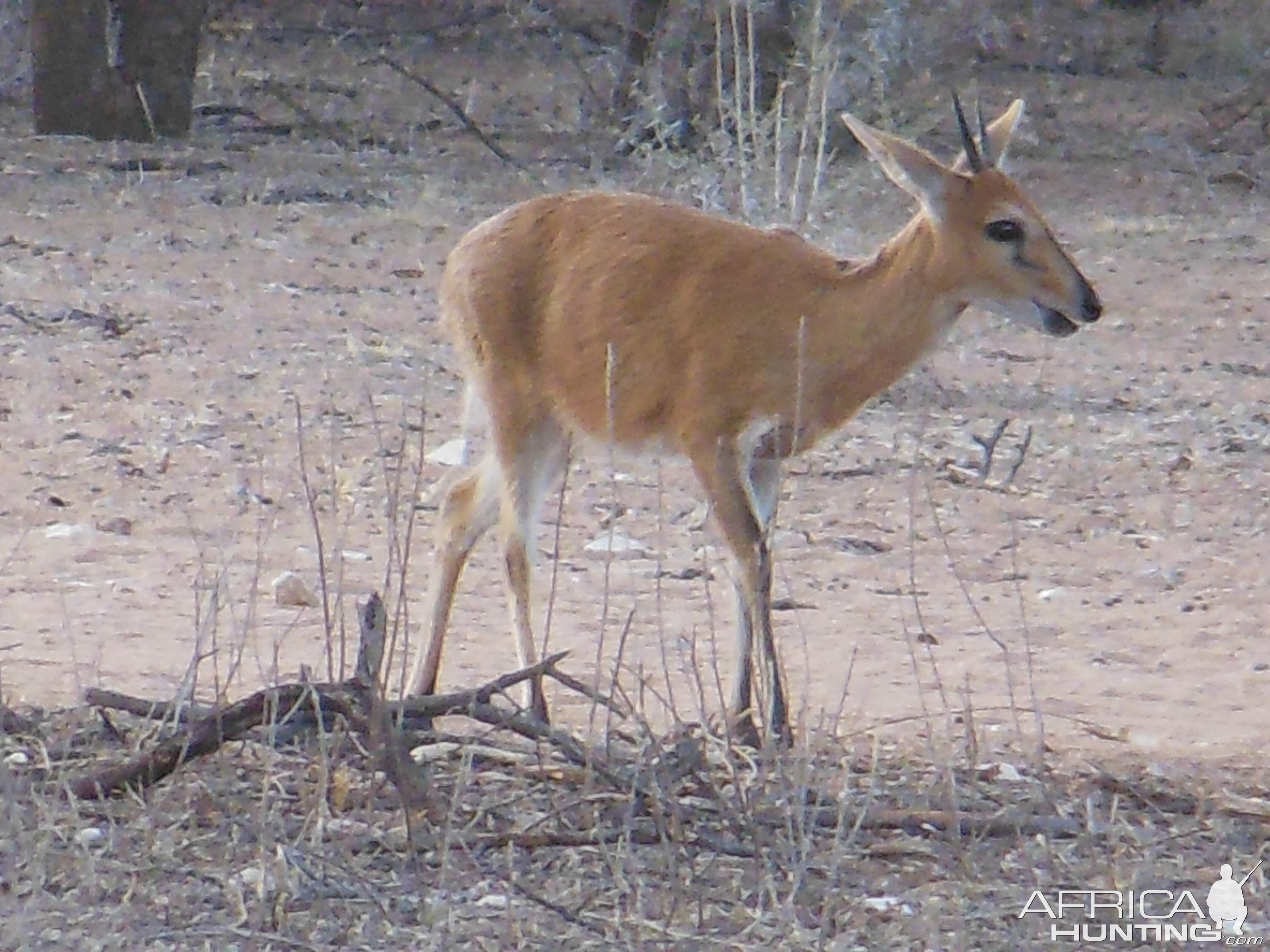 Duiker Namibia