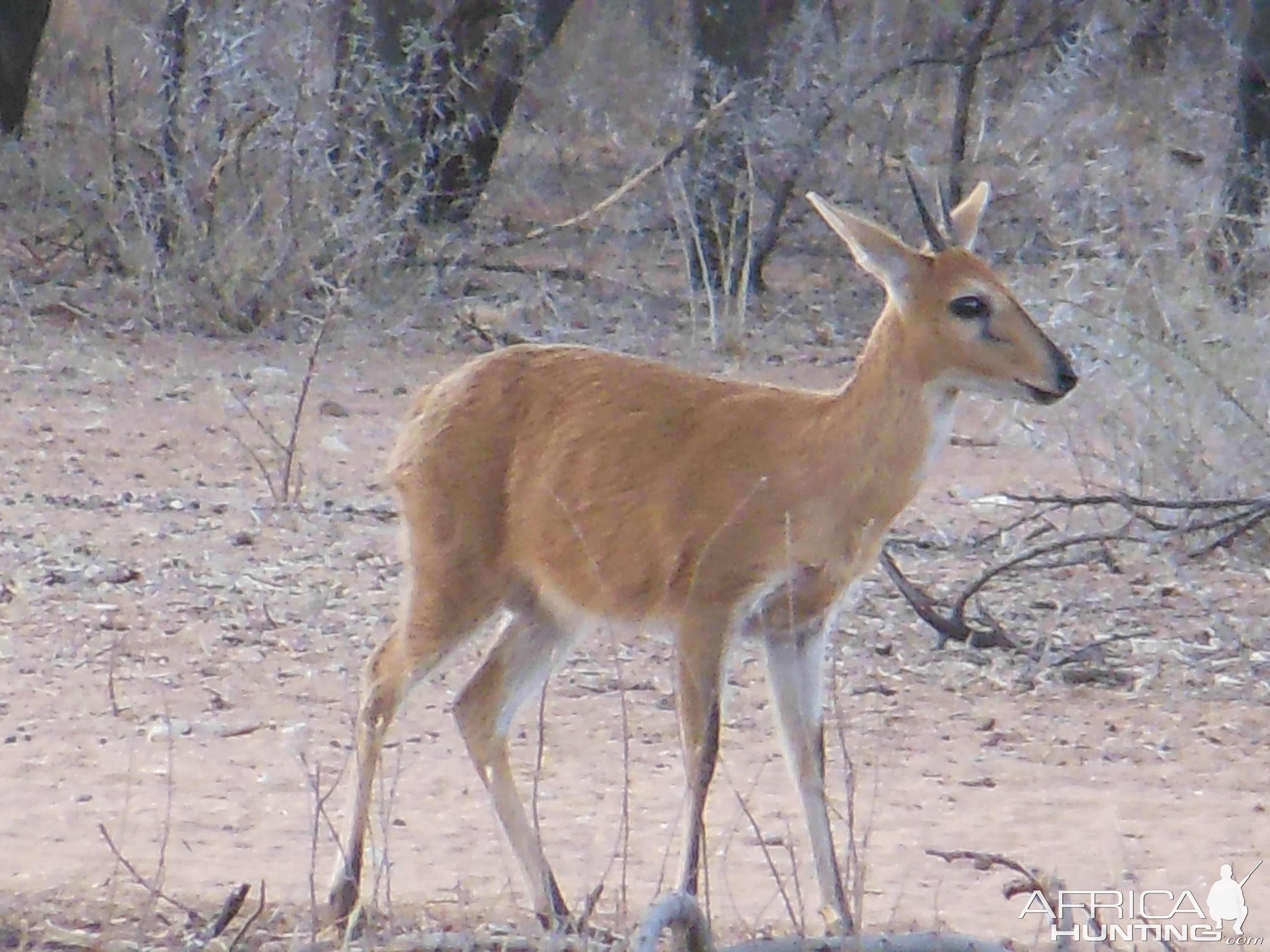 Duiker Namibia