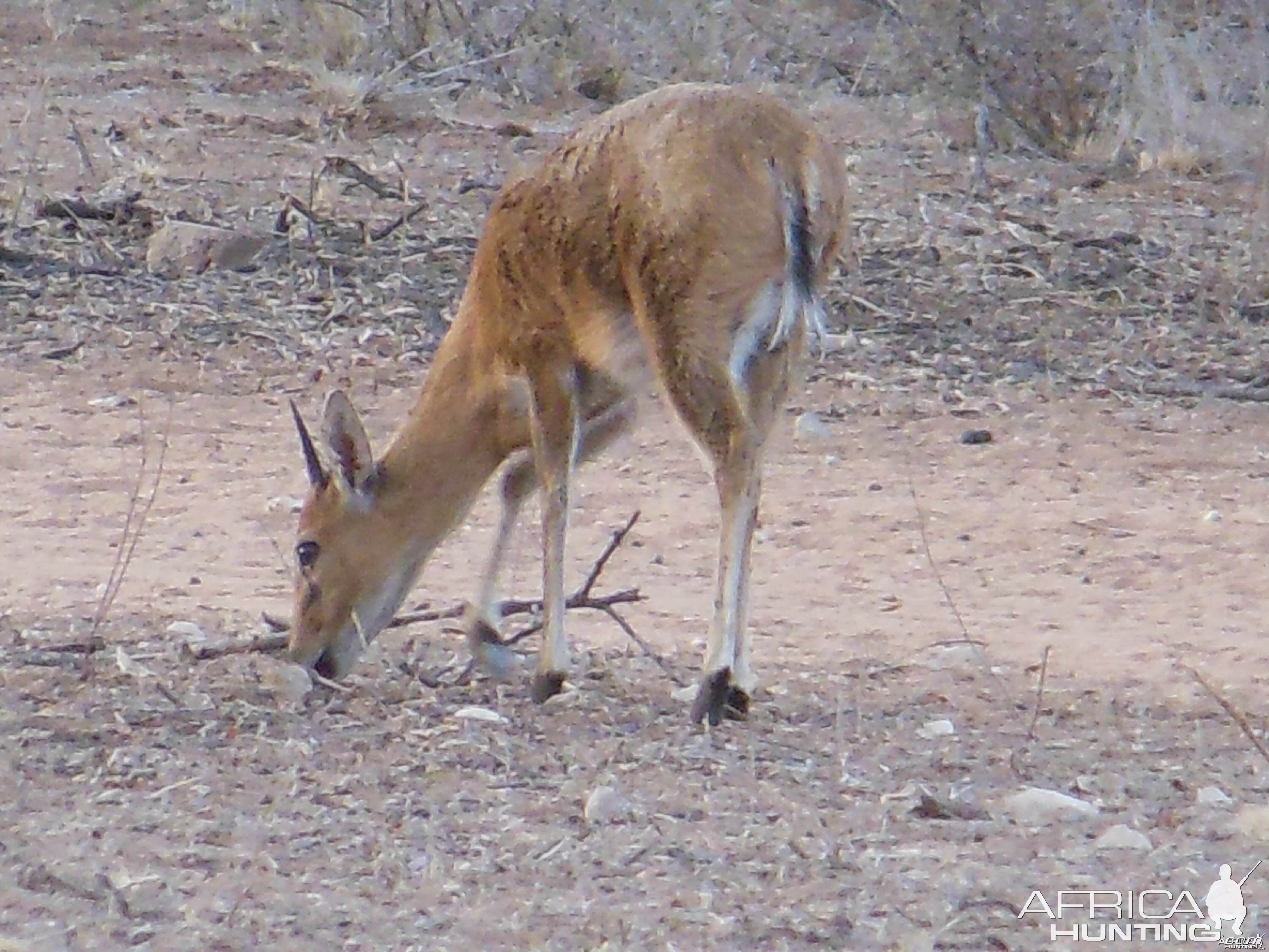 Duiker Namibia