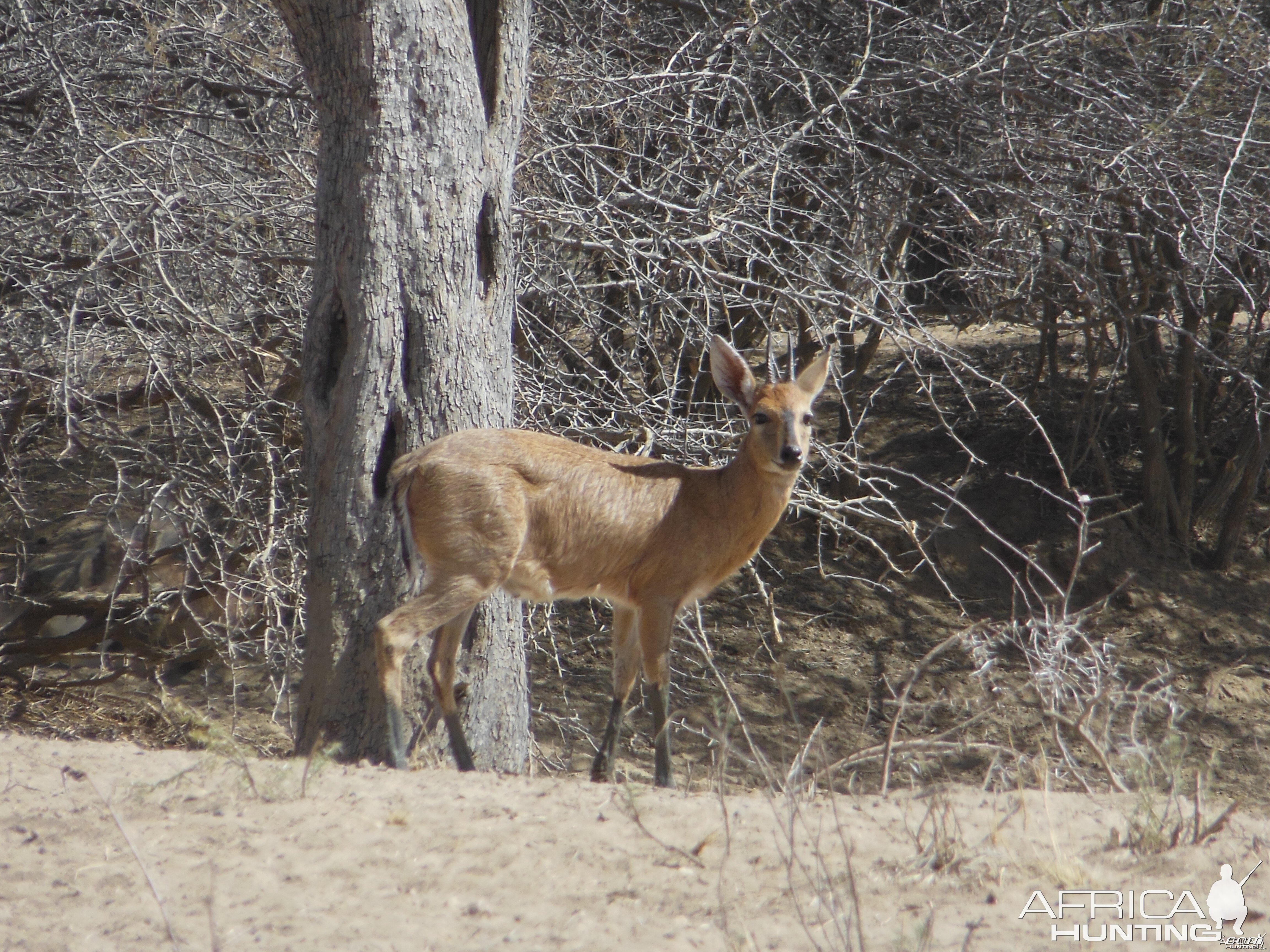 Duiker Namibia