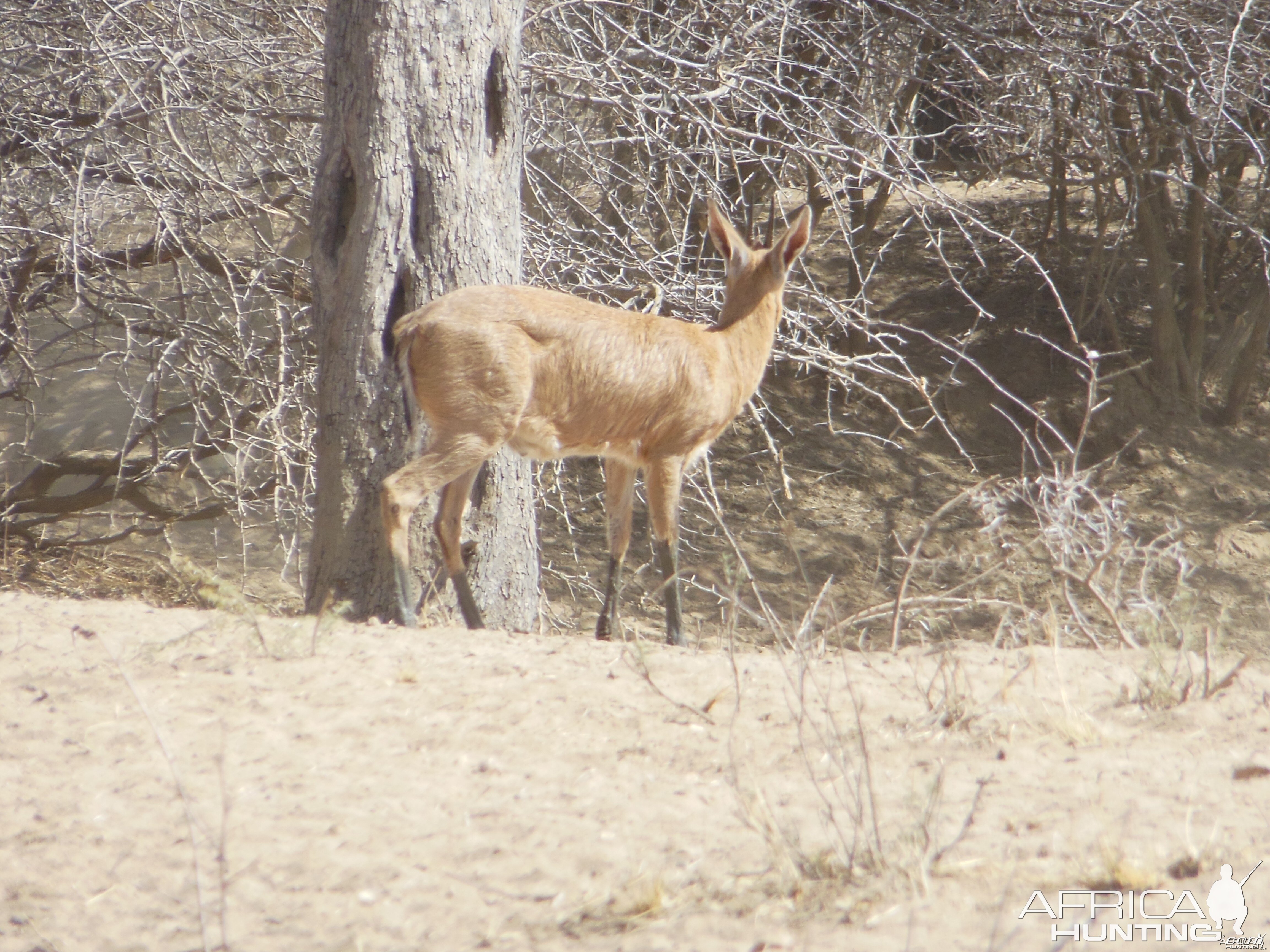 Duiker Namibia