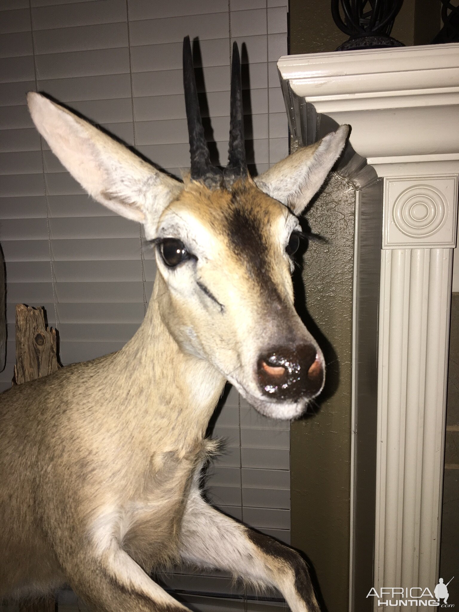 Duiker part of a Kudu,  Steenbok & Duiker Pedestal Mount Taxidermy