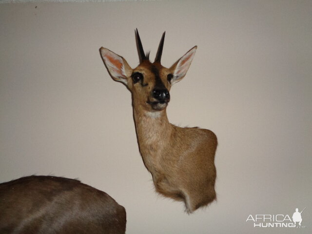 Duiker Shoulder Mount Taxidermy