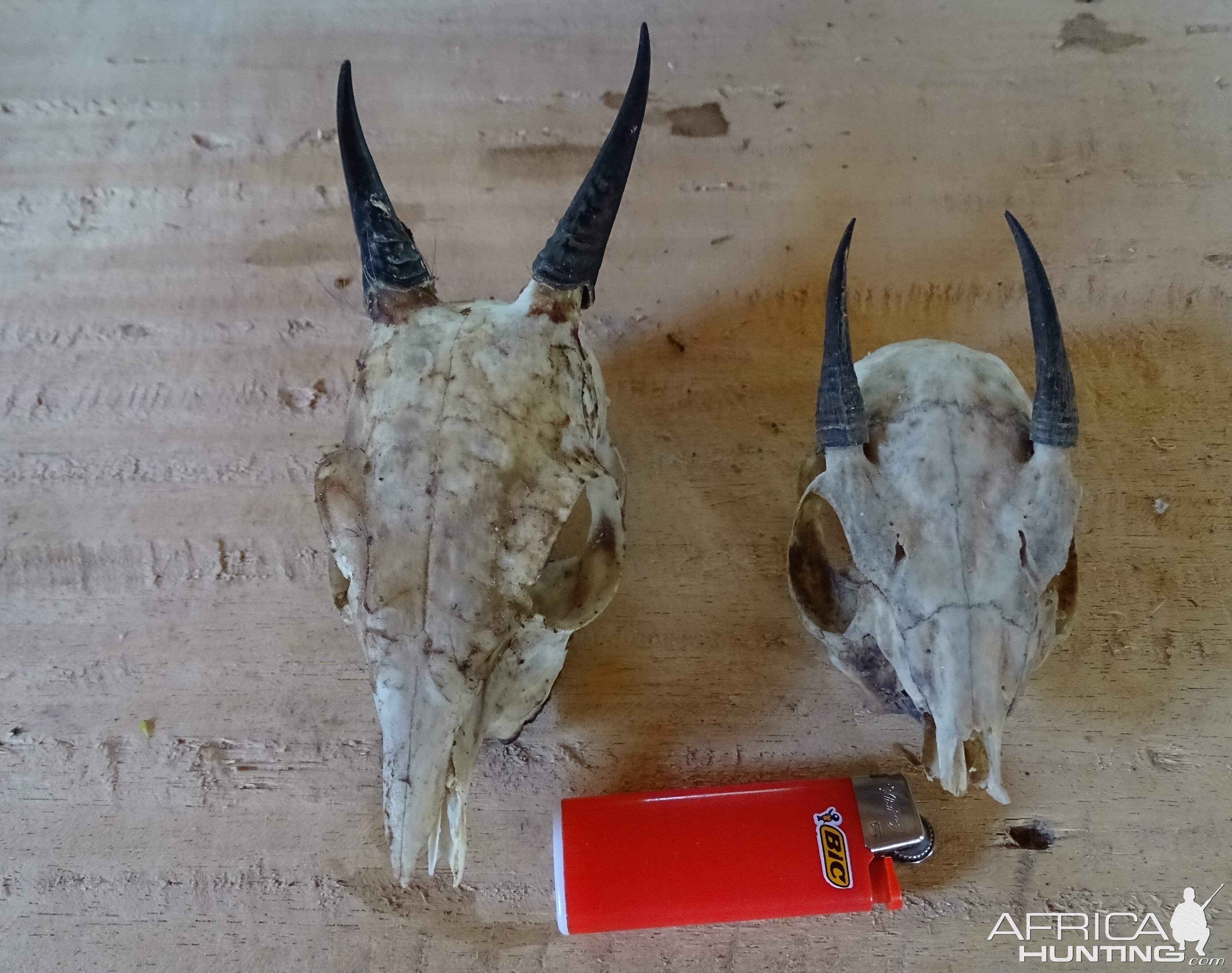 Duiker skulls Hunting in Congo