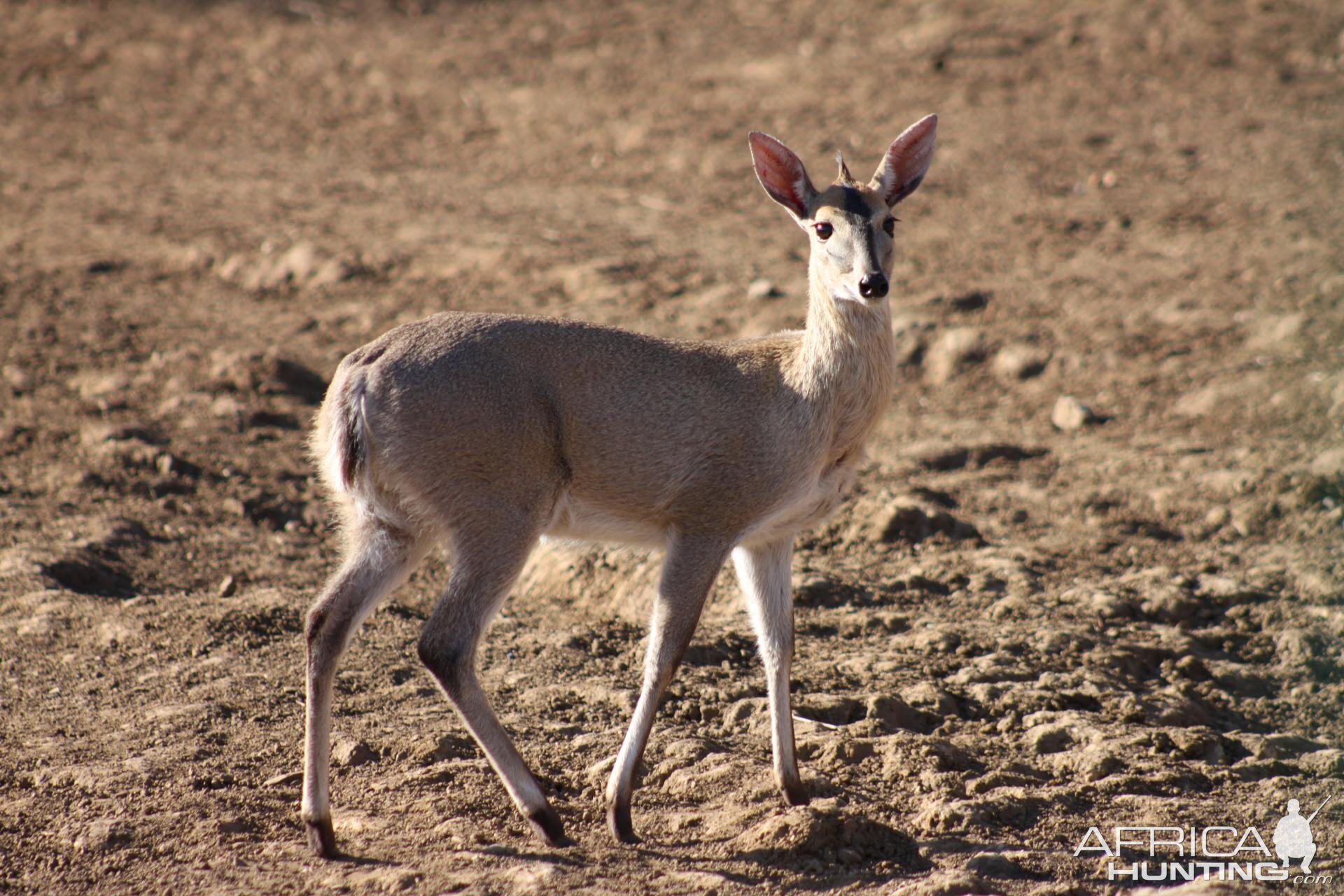 Duiker South Africa