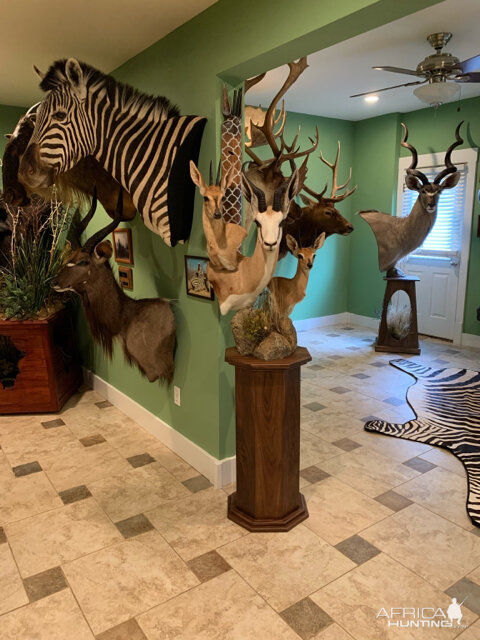 Duiker, Springbok & Steenbok Pedestal Mount Taxidermy