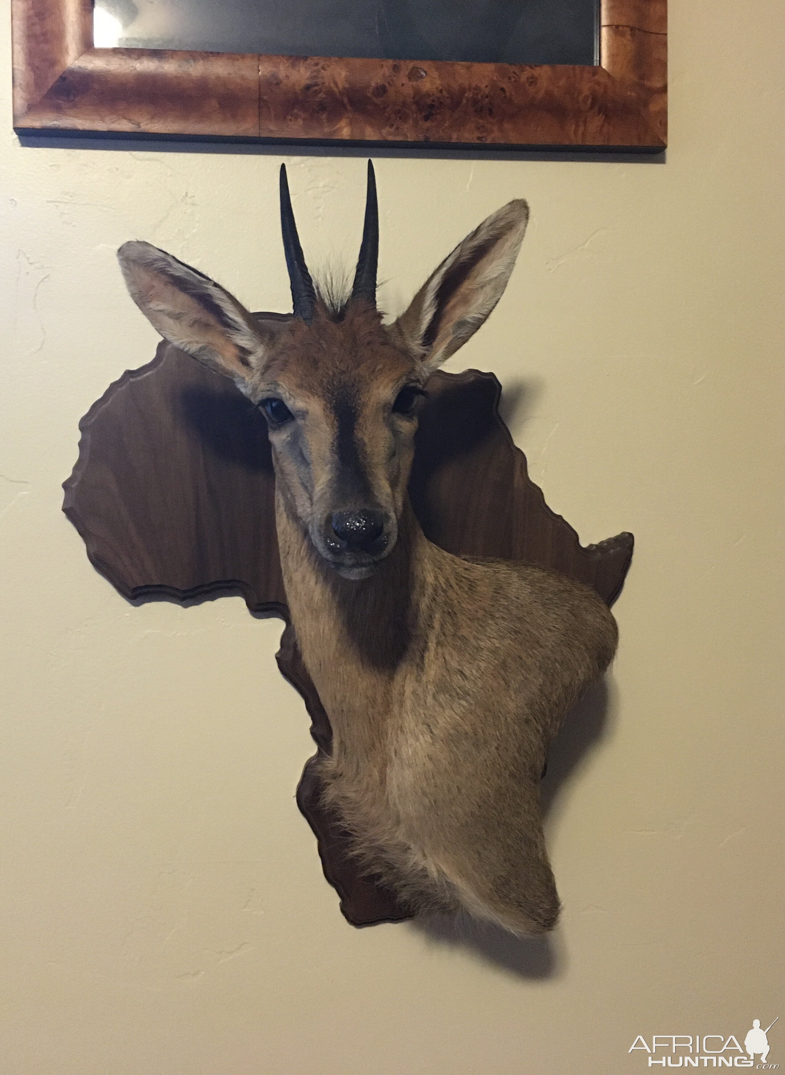 Duiker Wall Mount Taxidermy