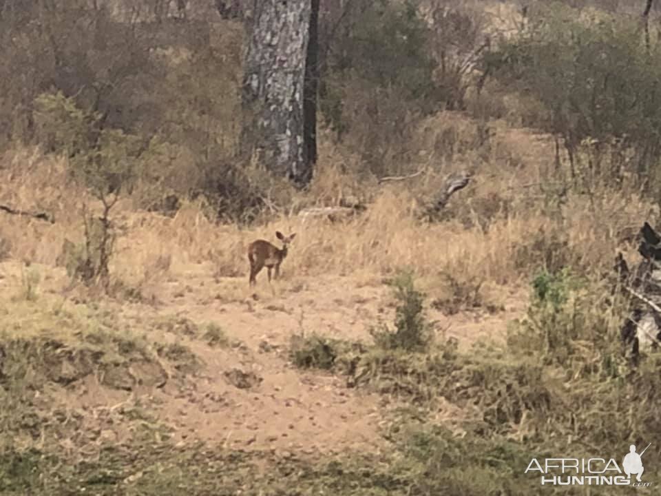 Duiker Zimbabwe