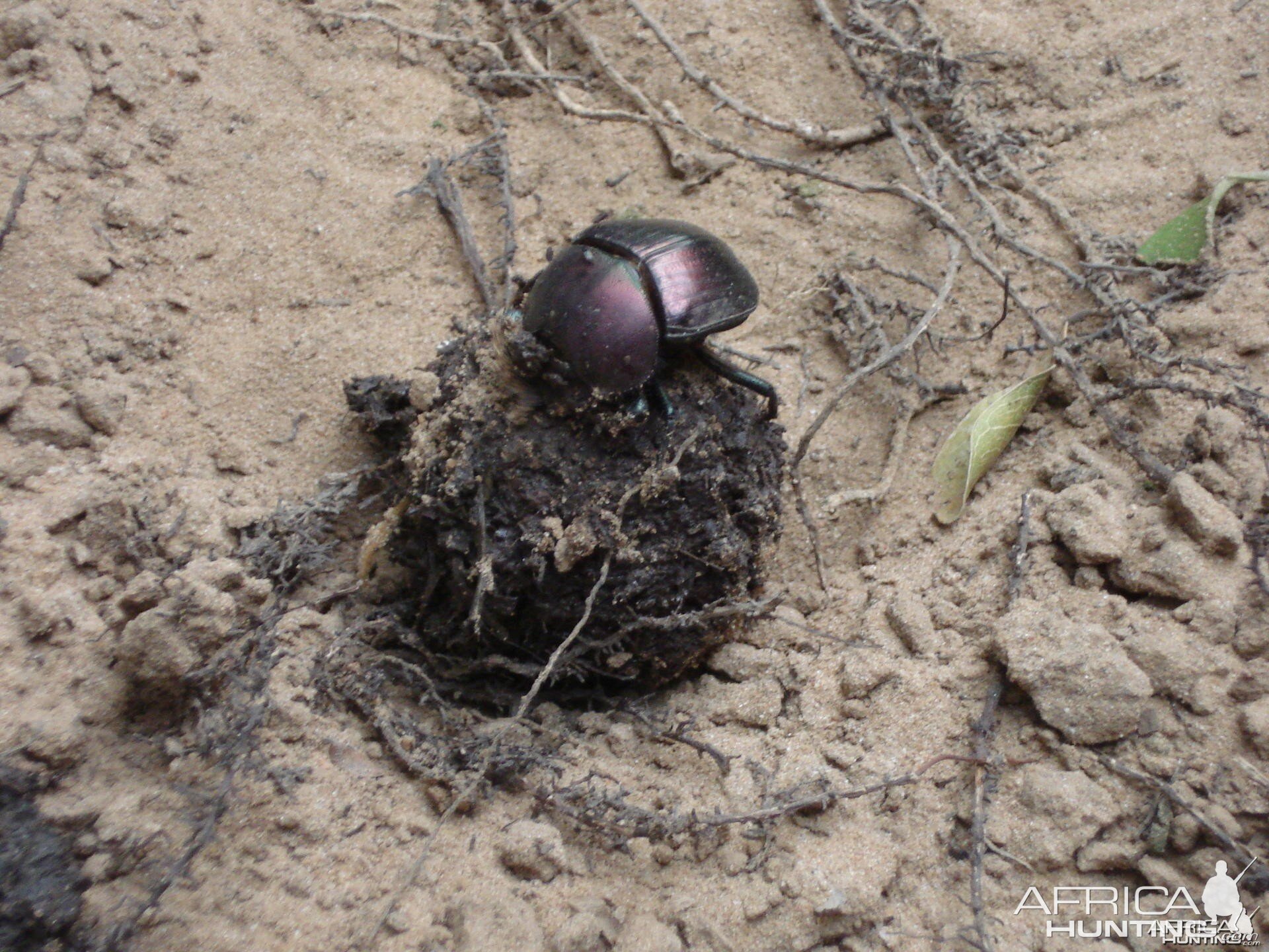 Dung beetle doing what they do best