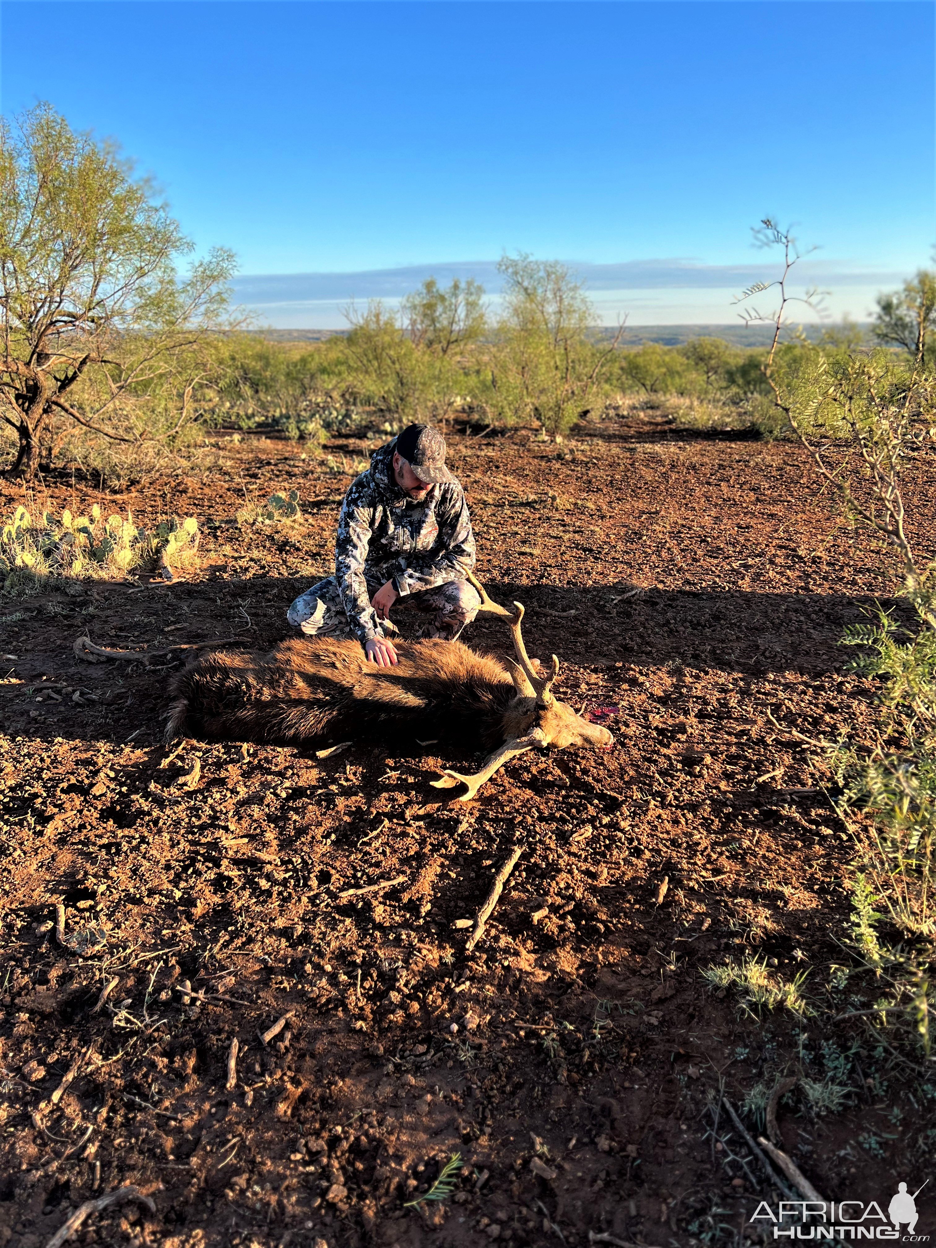 Dybowski Sika Hunt Texas