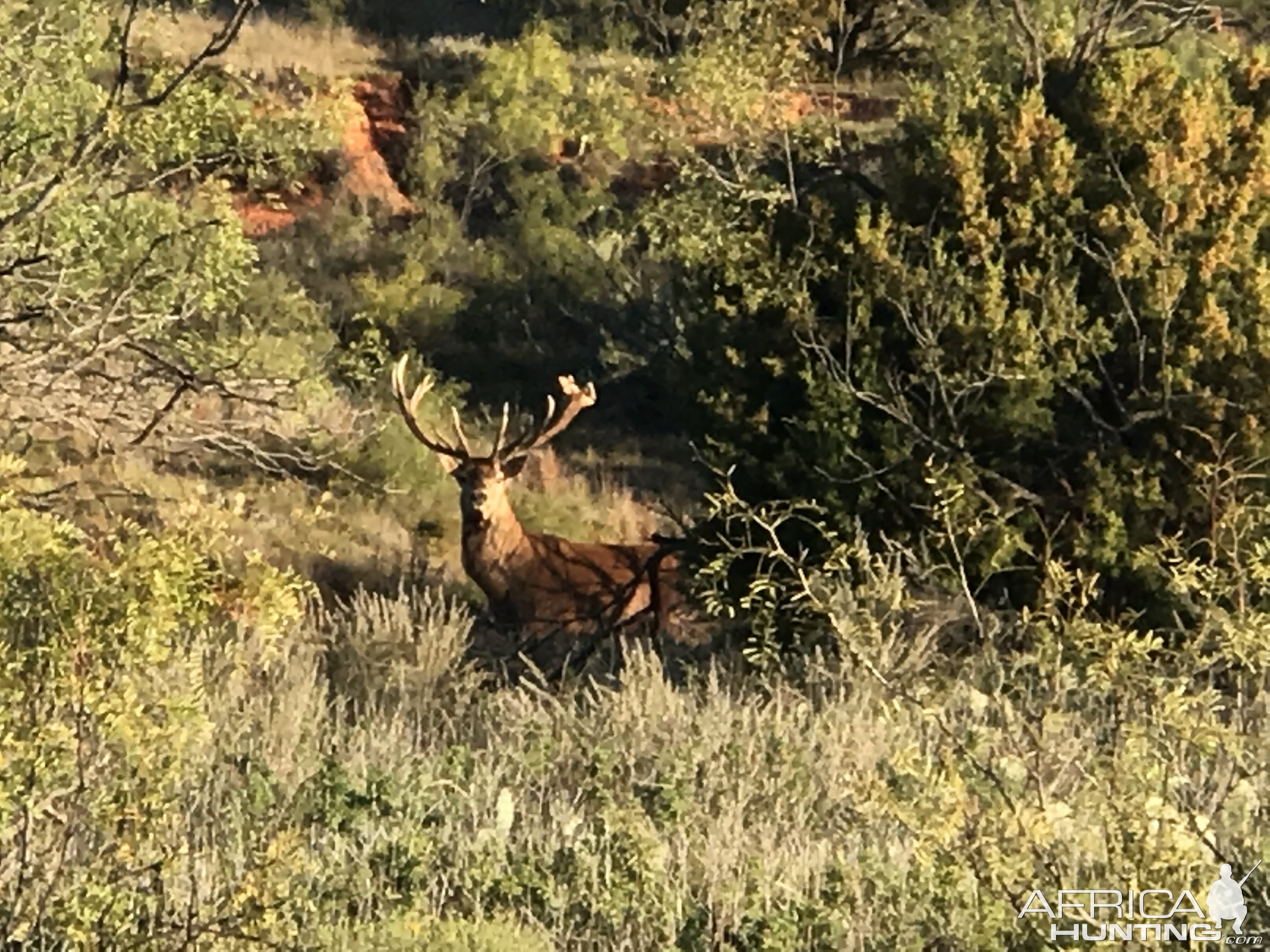 Dybowski Sika Stag in Texas USA