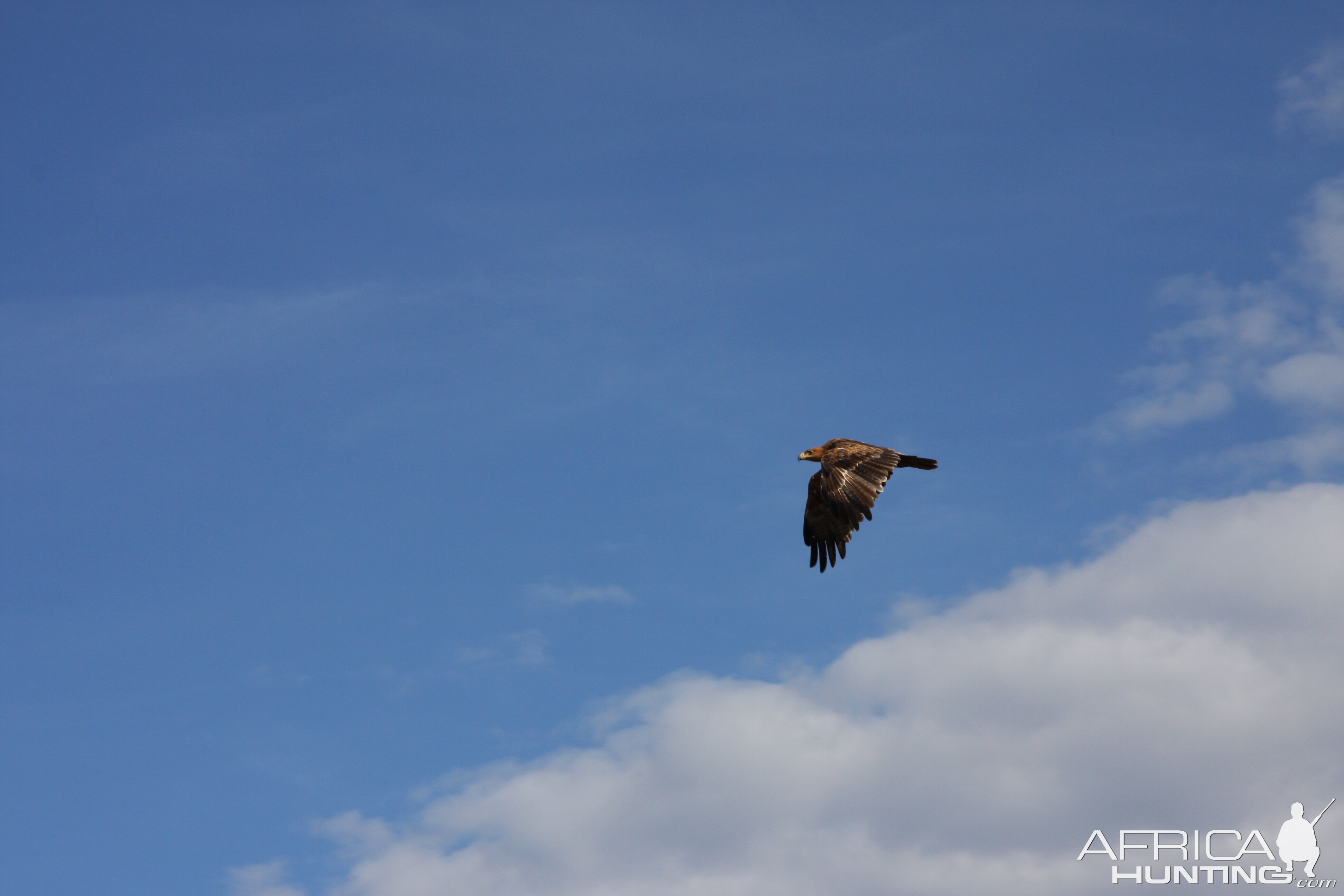 Eagle Namibia