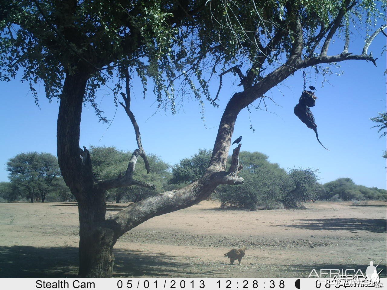 Eagle Trail Camera